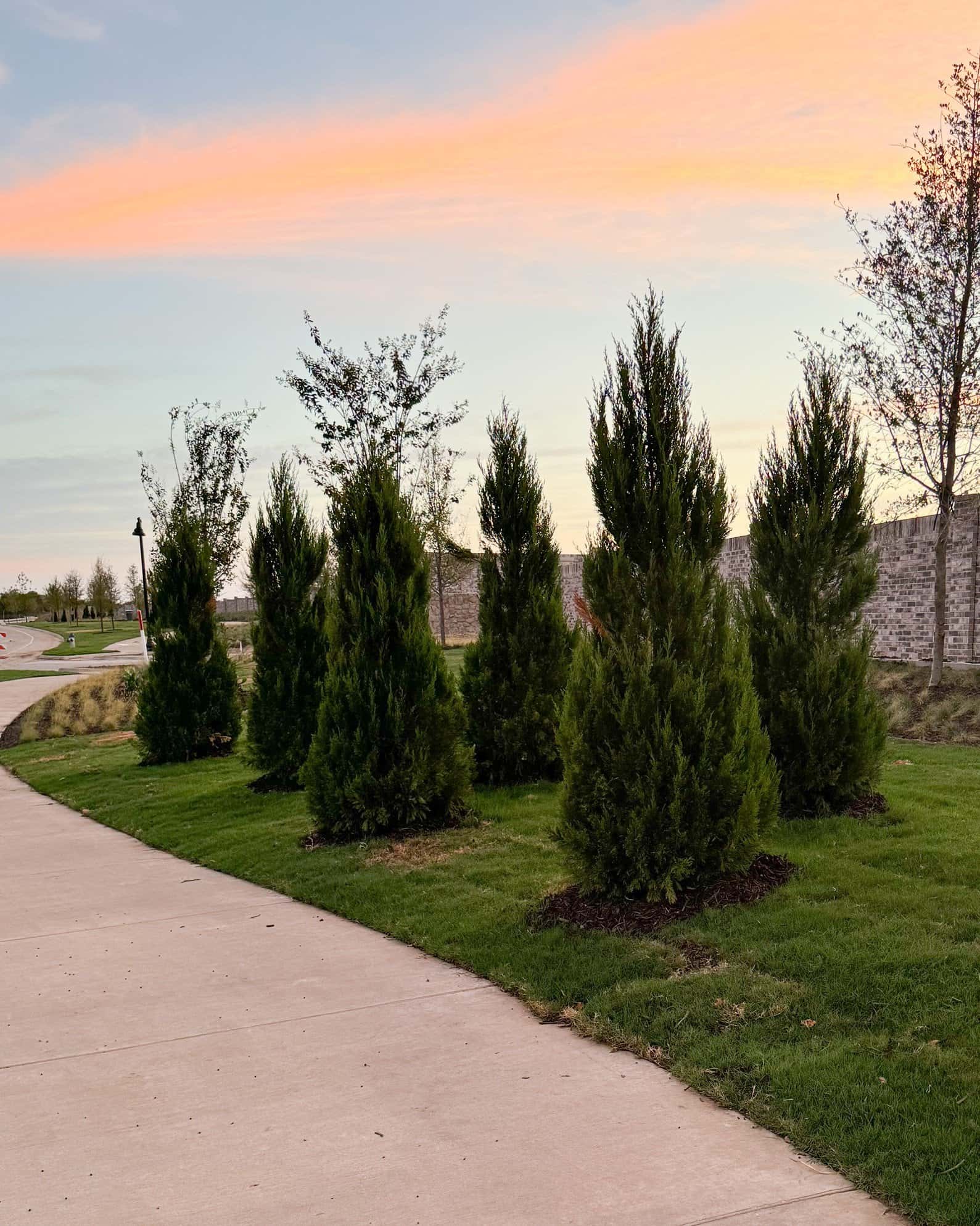 Eastern Red Cedar Brodie - Image 1