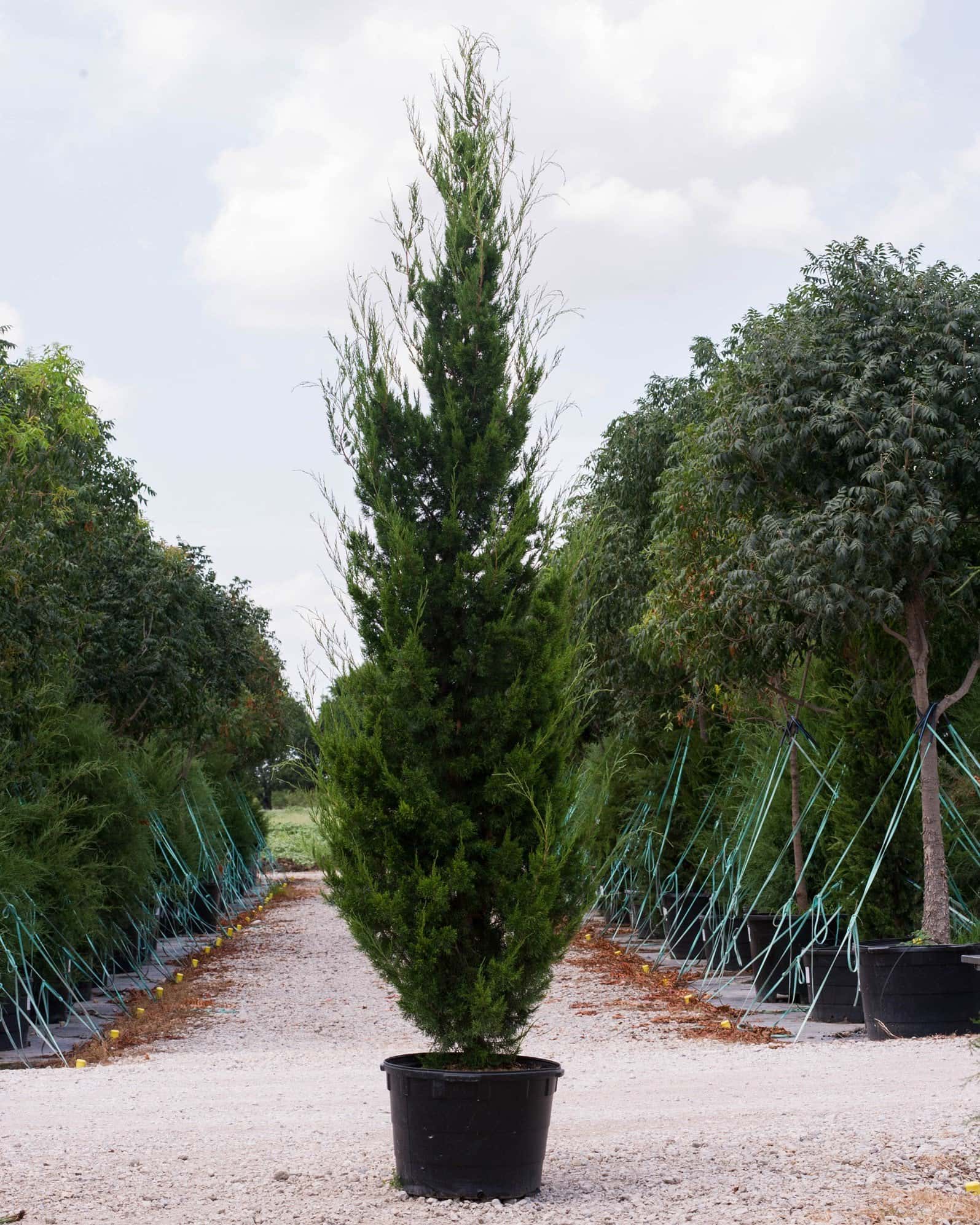 Eastern Red Cedar Brodie - Image 2