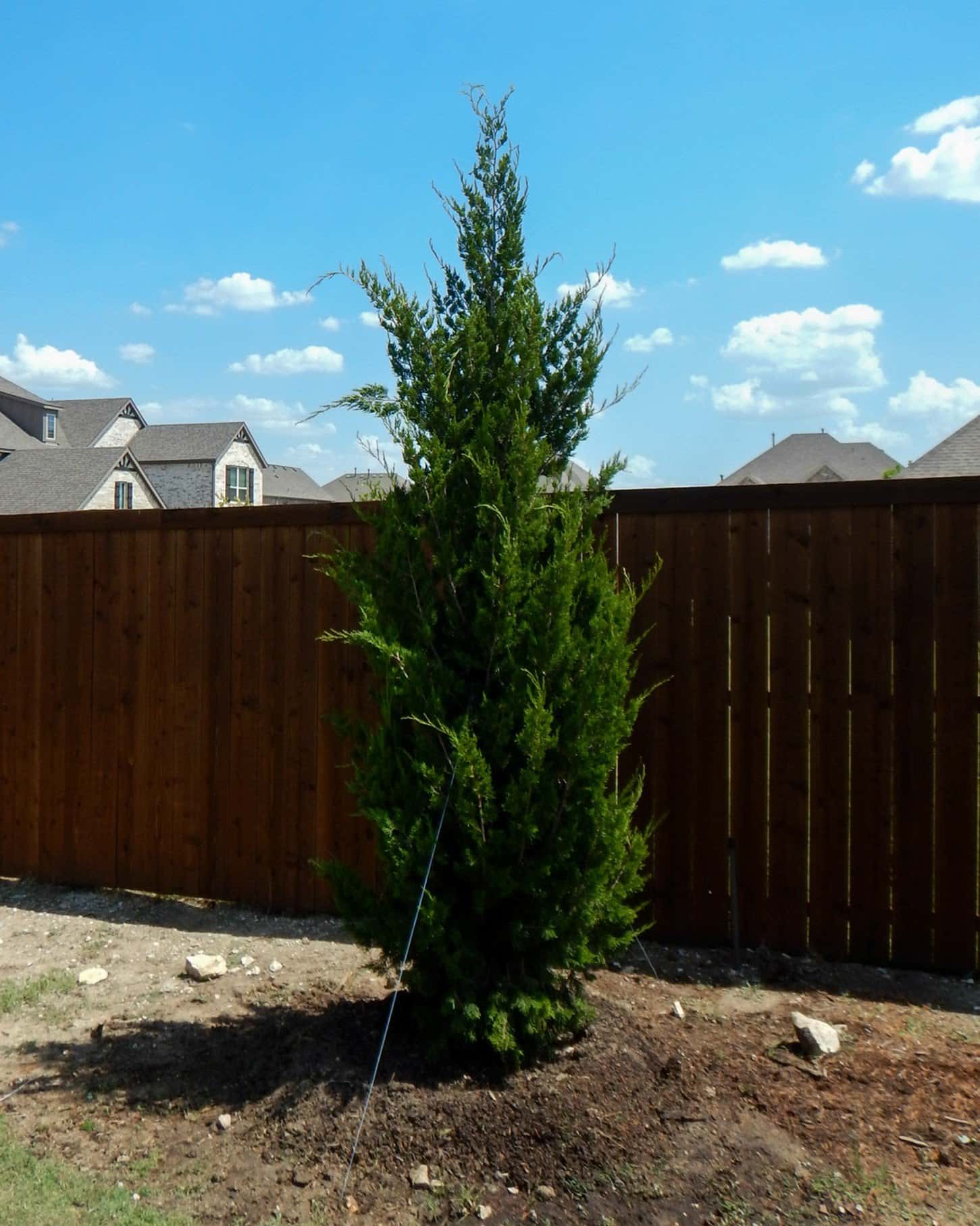 Eastern Red Cedar Brodie - Main Image