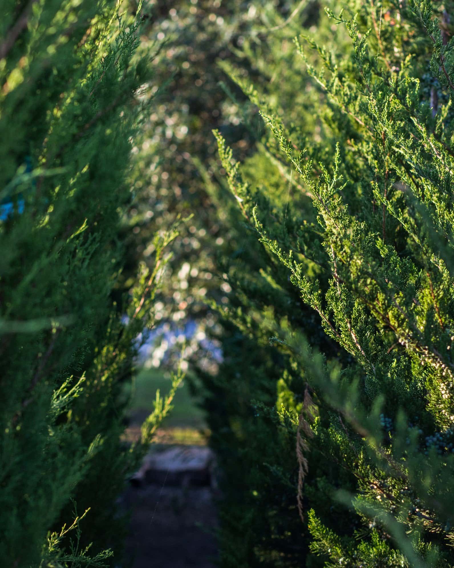 Eastern Red Cedar Emerald Feather - Image 1