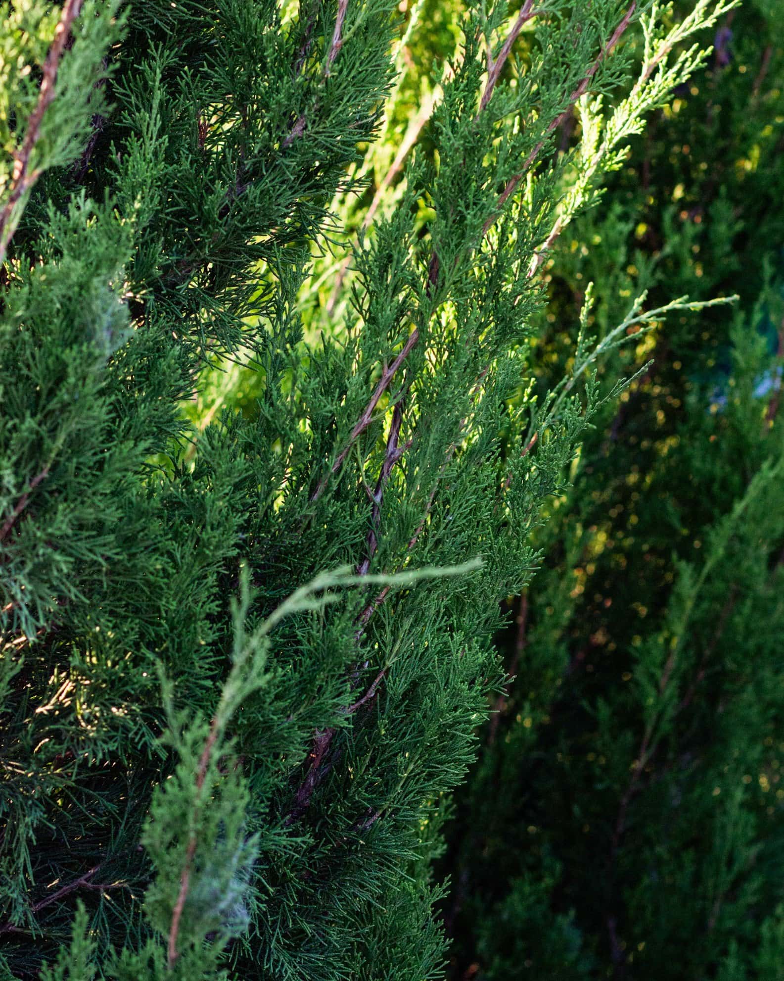 Eastern Red Cedar Emerald Feather - Image 2