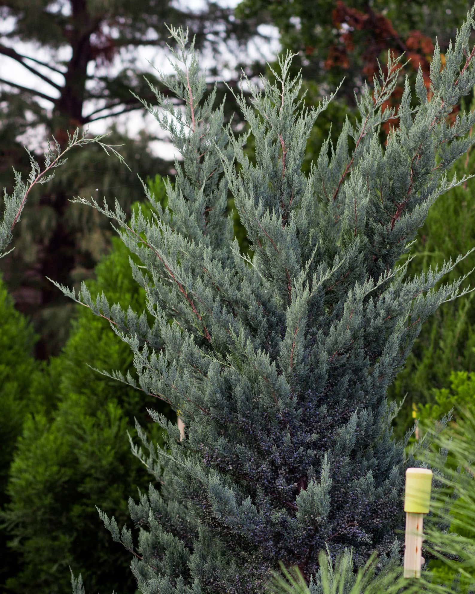 Eastern Red Cedar Glauca - Image 4