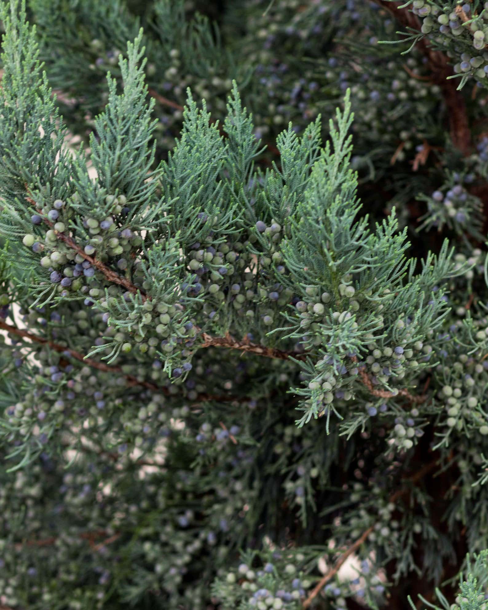 Eastern Red Cedar Glauca - Image 6