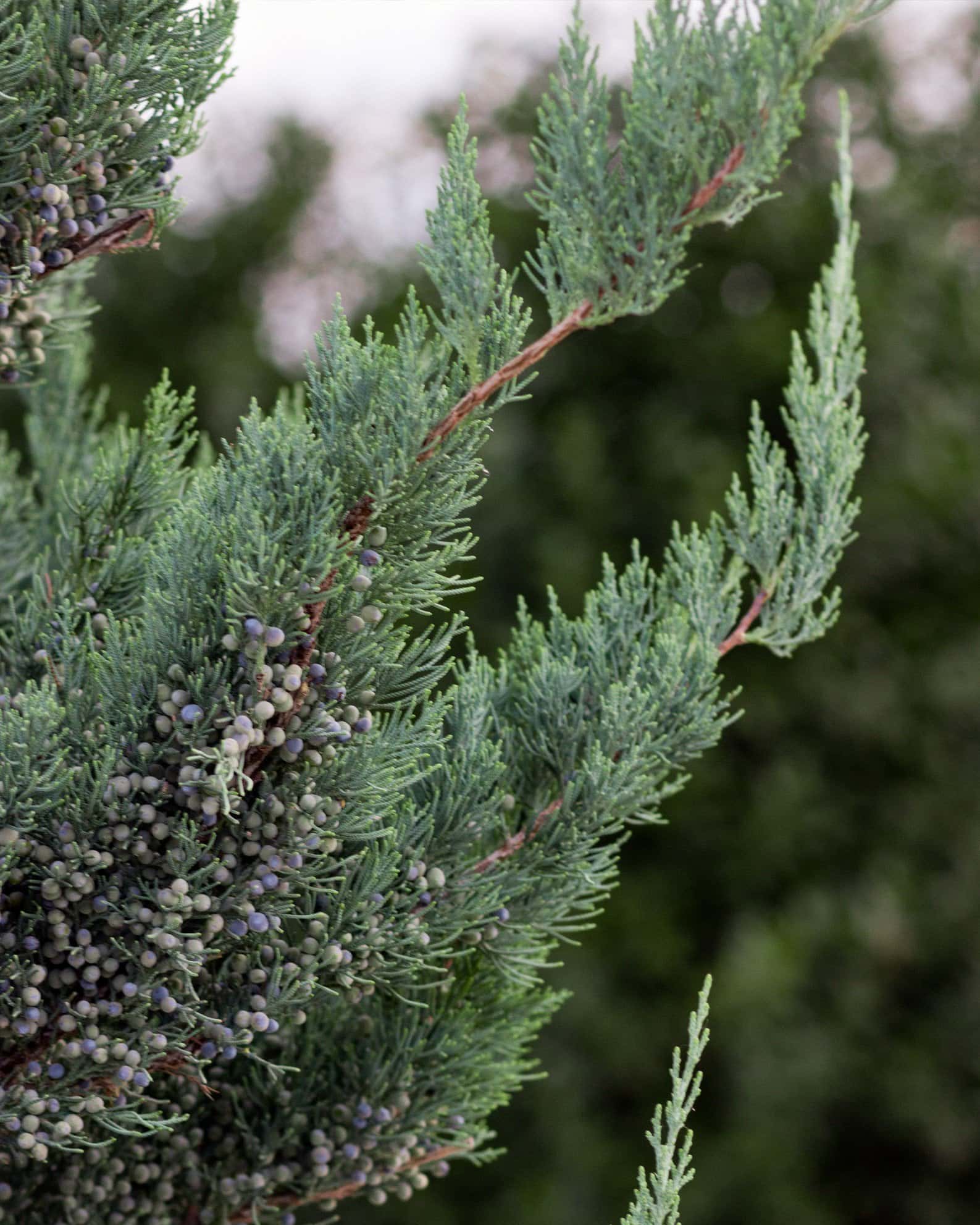 Eastern Red Cedar Glauca - Image 7