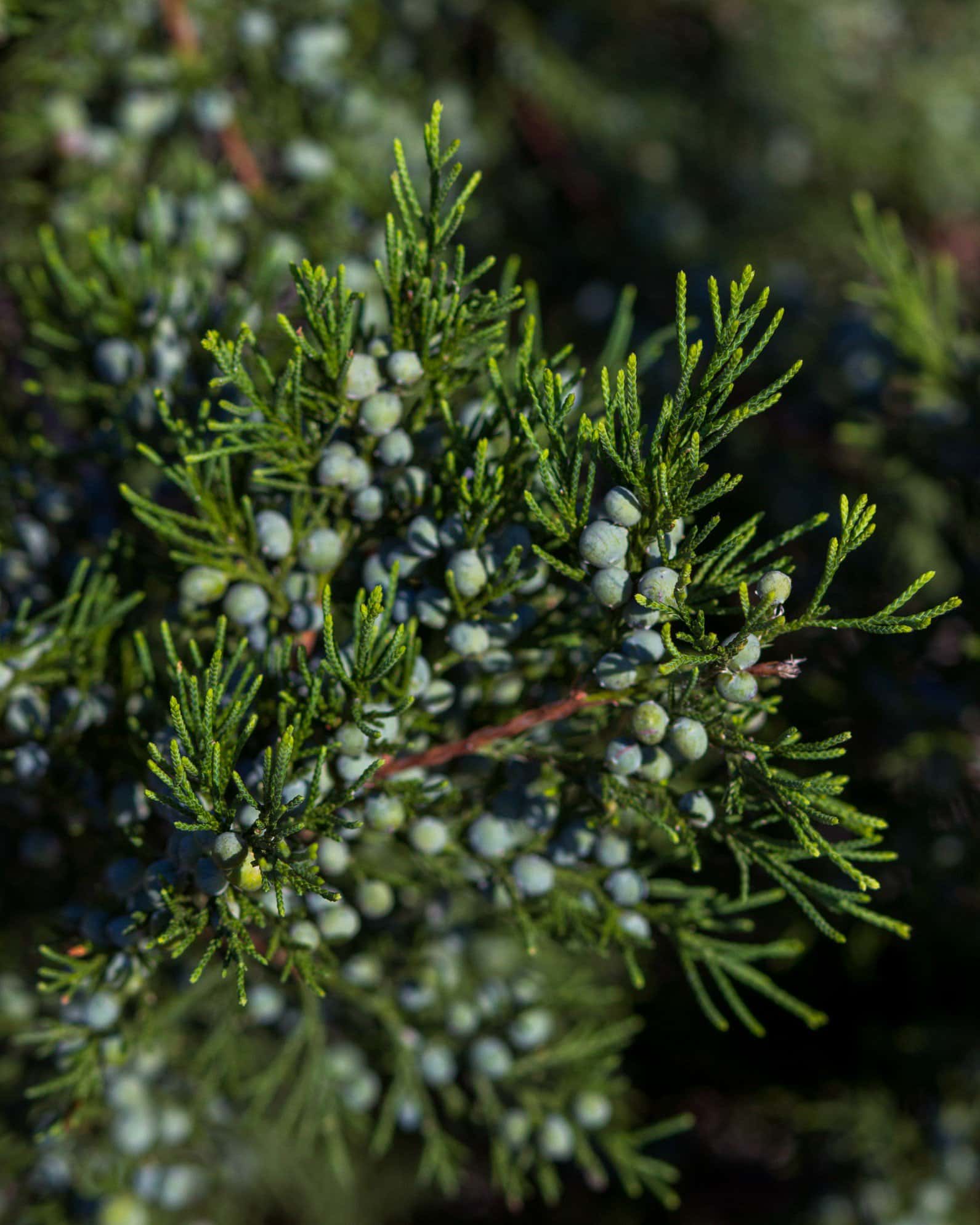 Eastern Red Cedar Hillspire - Image 1