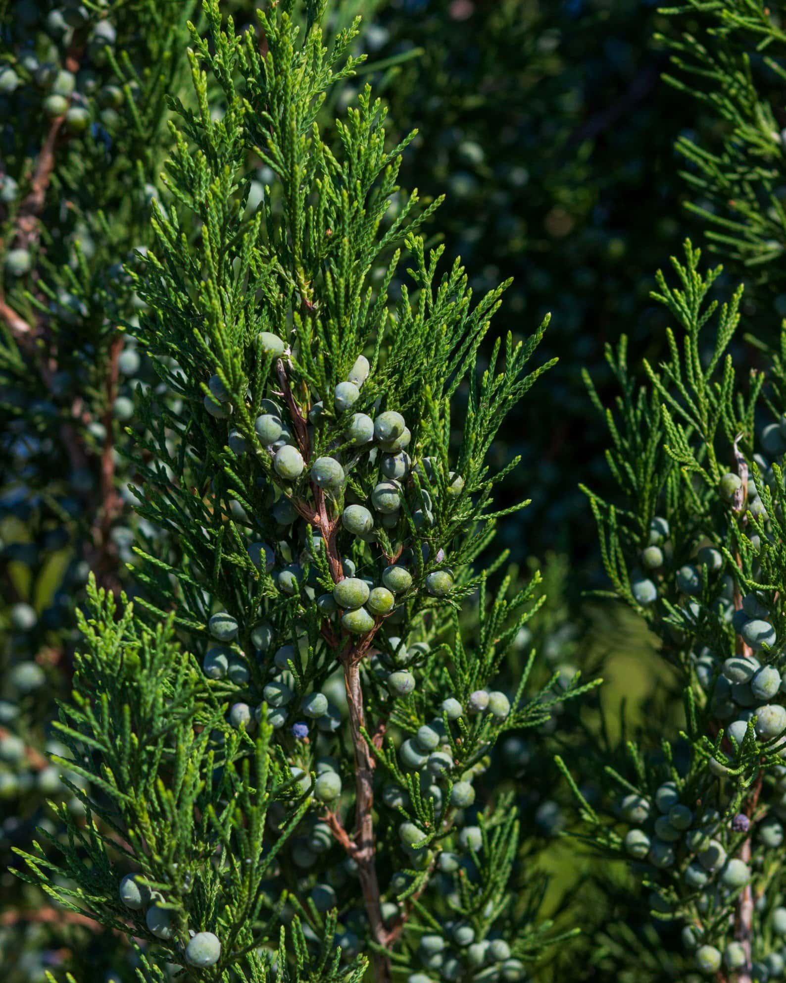 Eastern Red Cedar Hillspire - Image 2