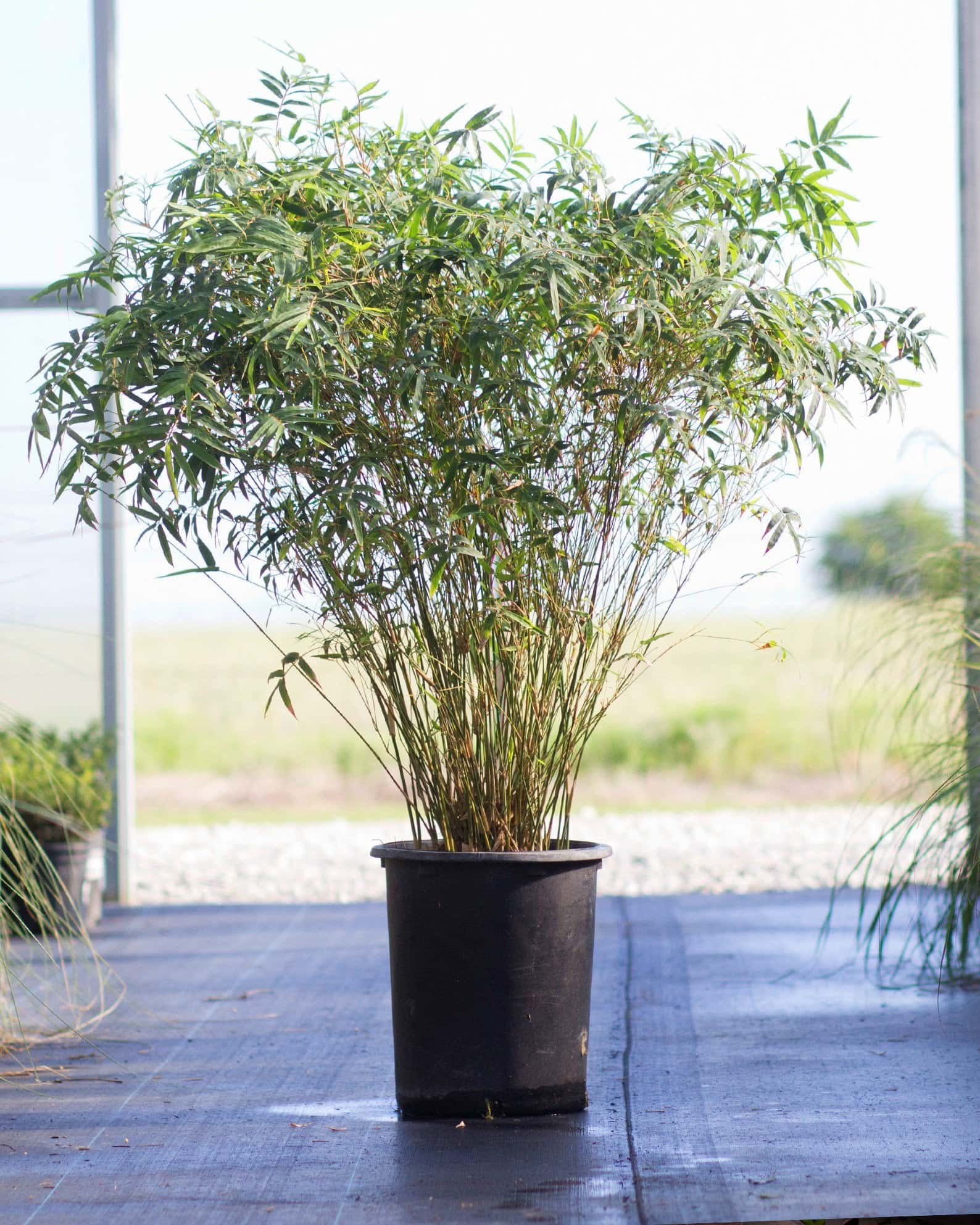 Golden Goddess Bamboo - Main Image