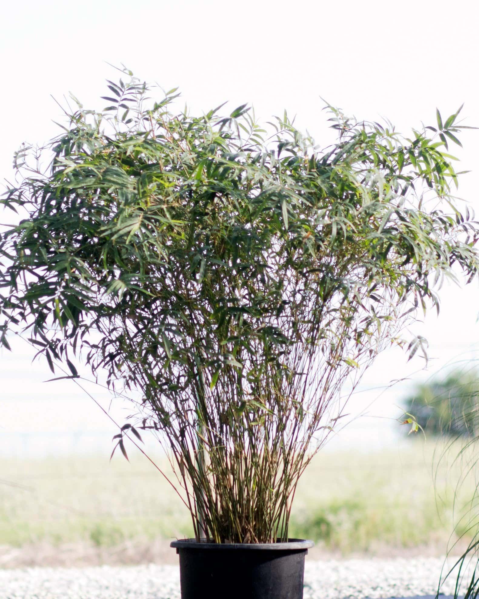 Golden Goddess Bamboo - Image 1