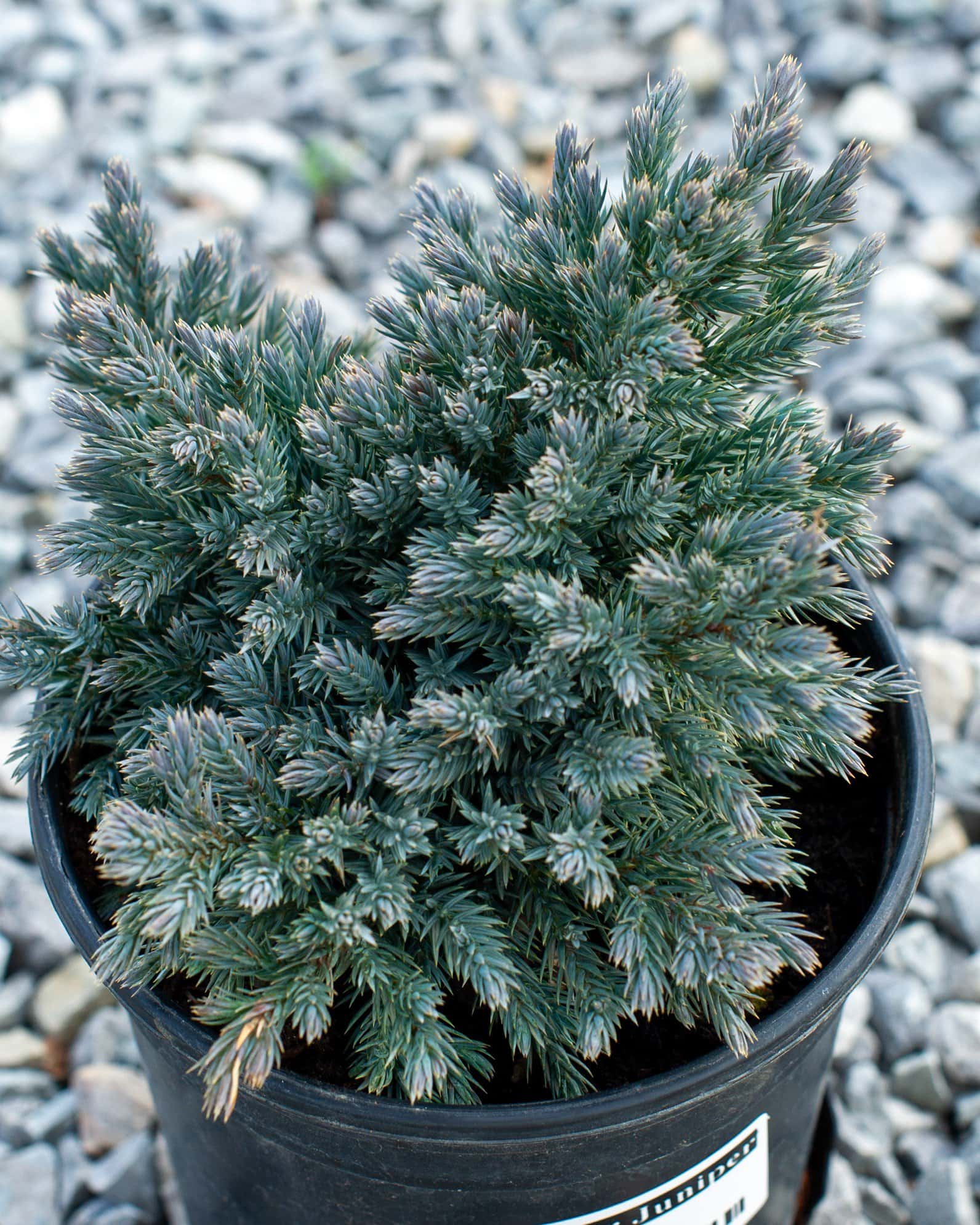 Blue Star Juniper - Main Image