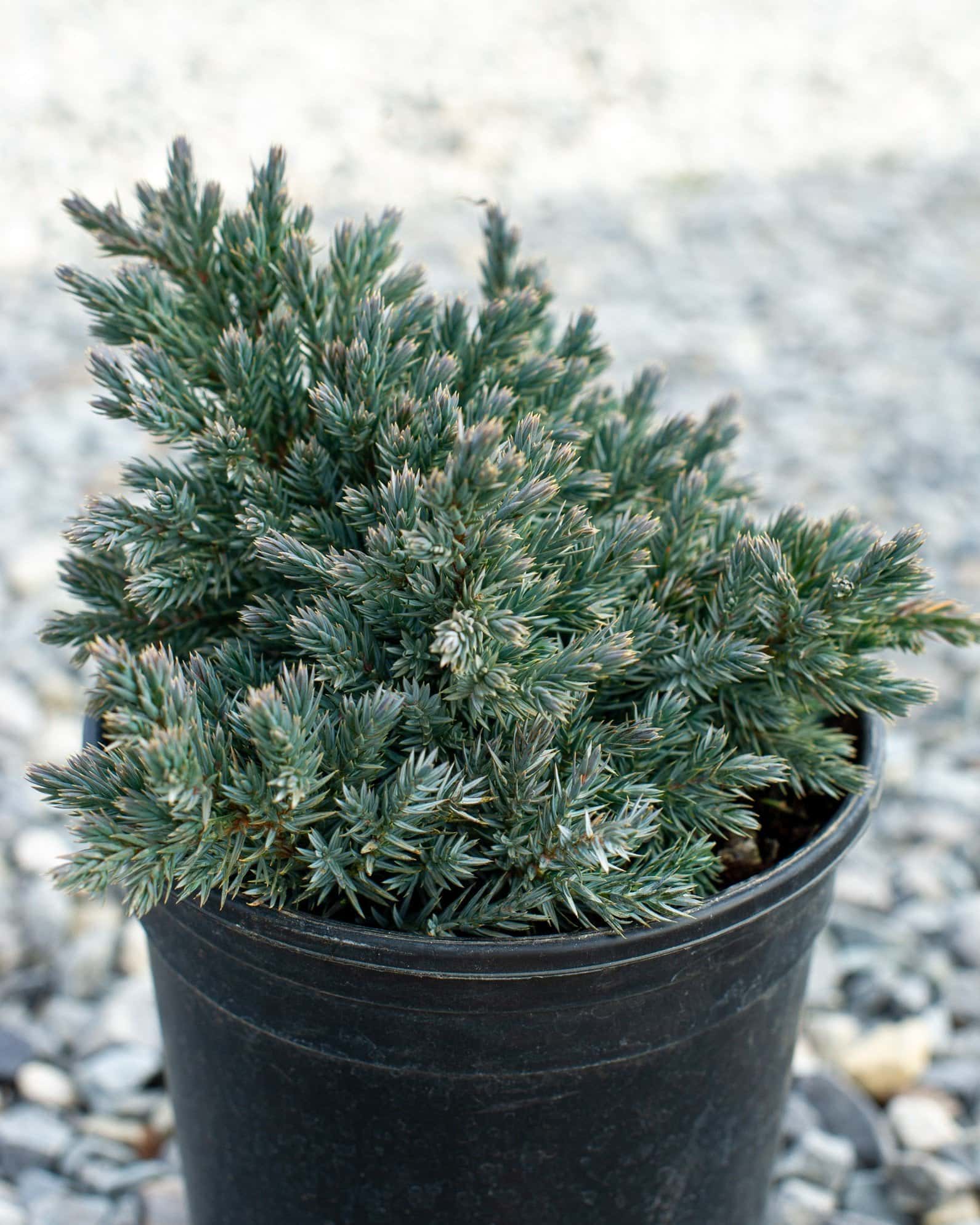 Blue Star Juniper - Image 3