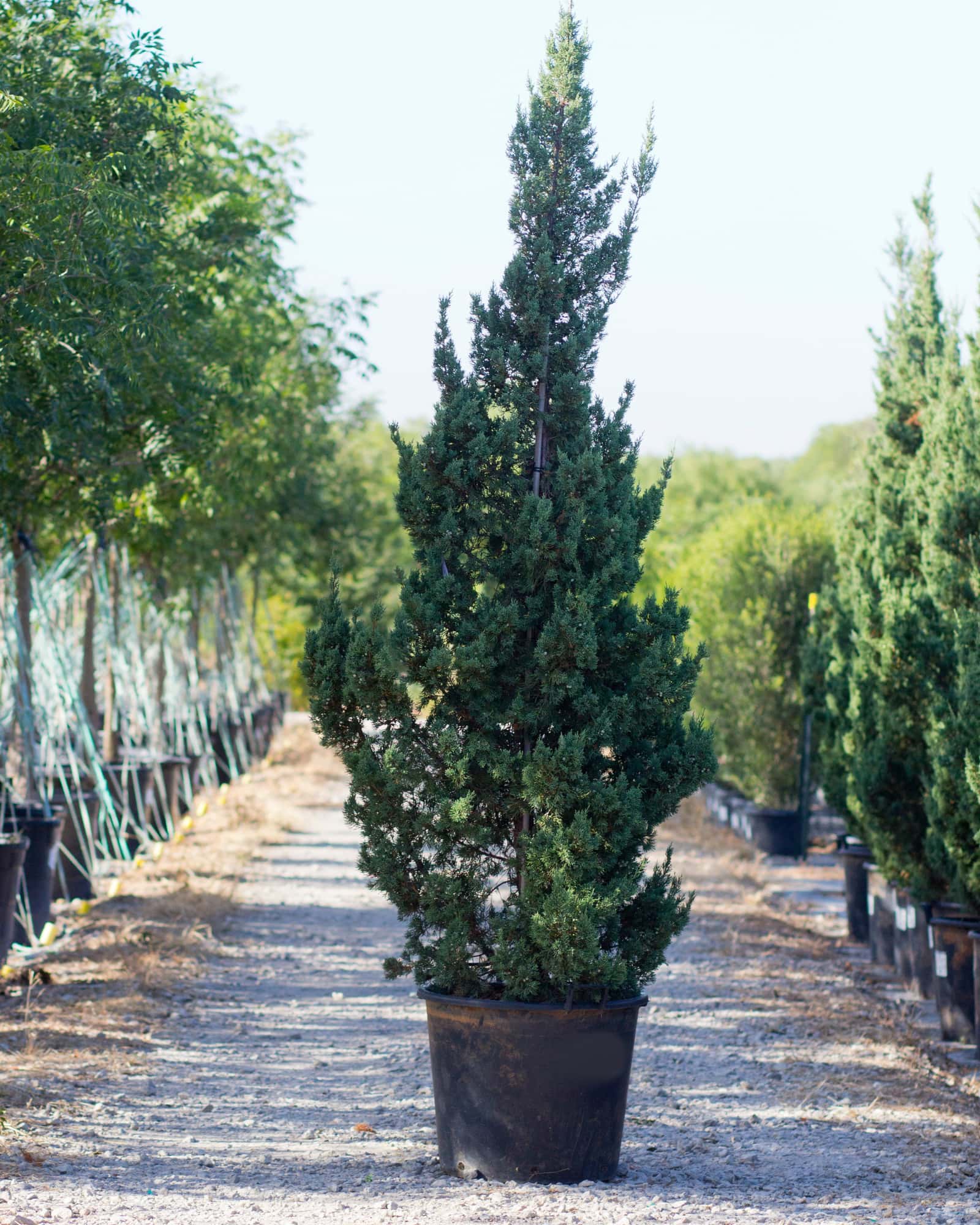 Trautman Juniper - Main Image