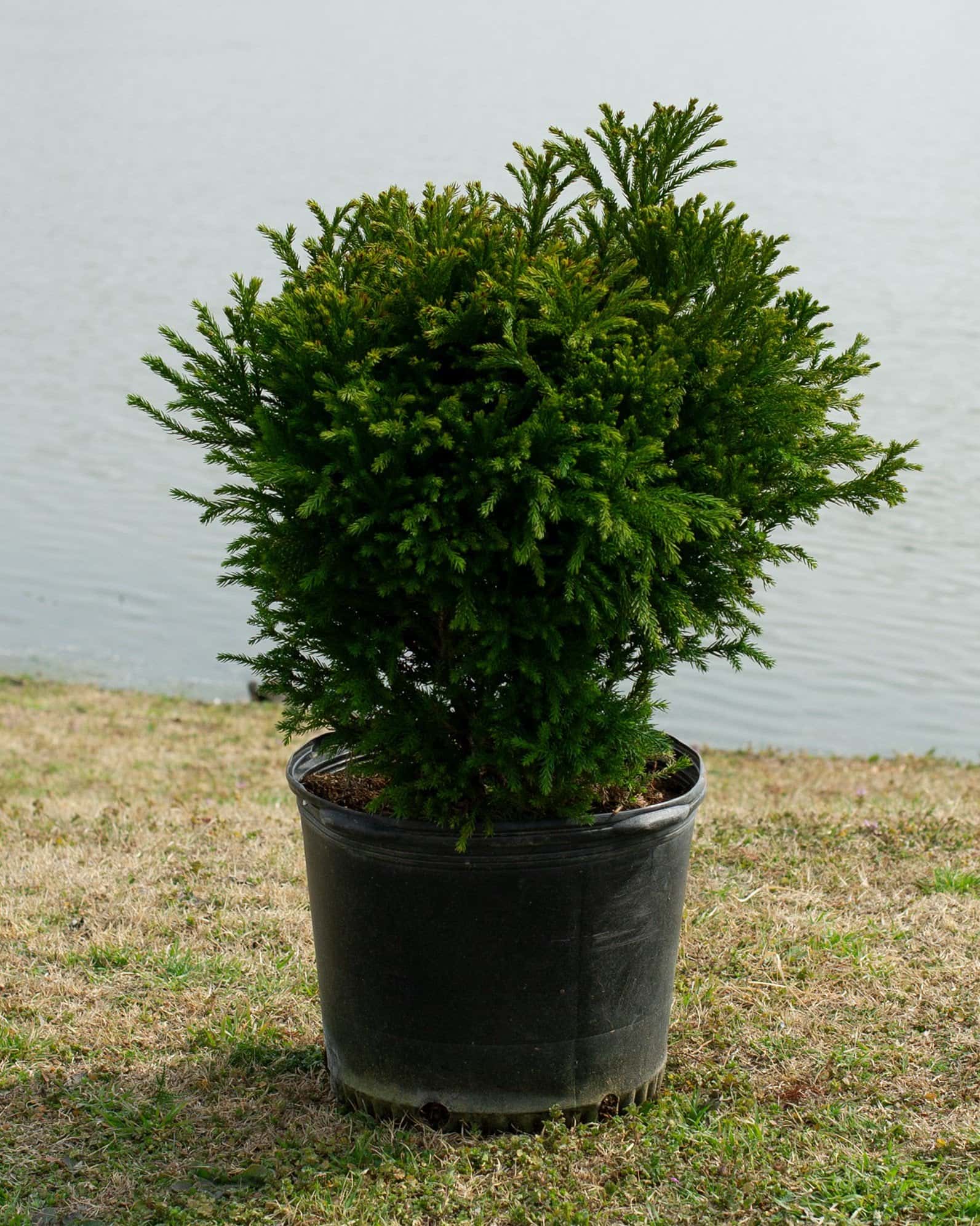 Japanese Cedar Dwarf - Main Image