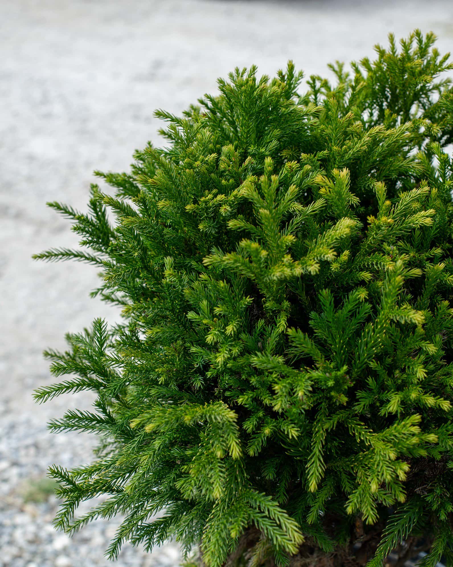 Japanese Cedar Dwarf - Image 1