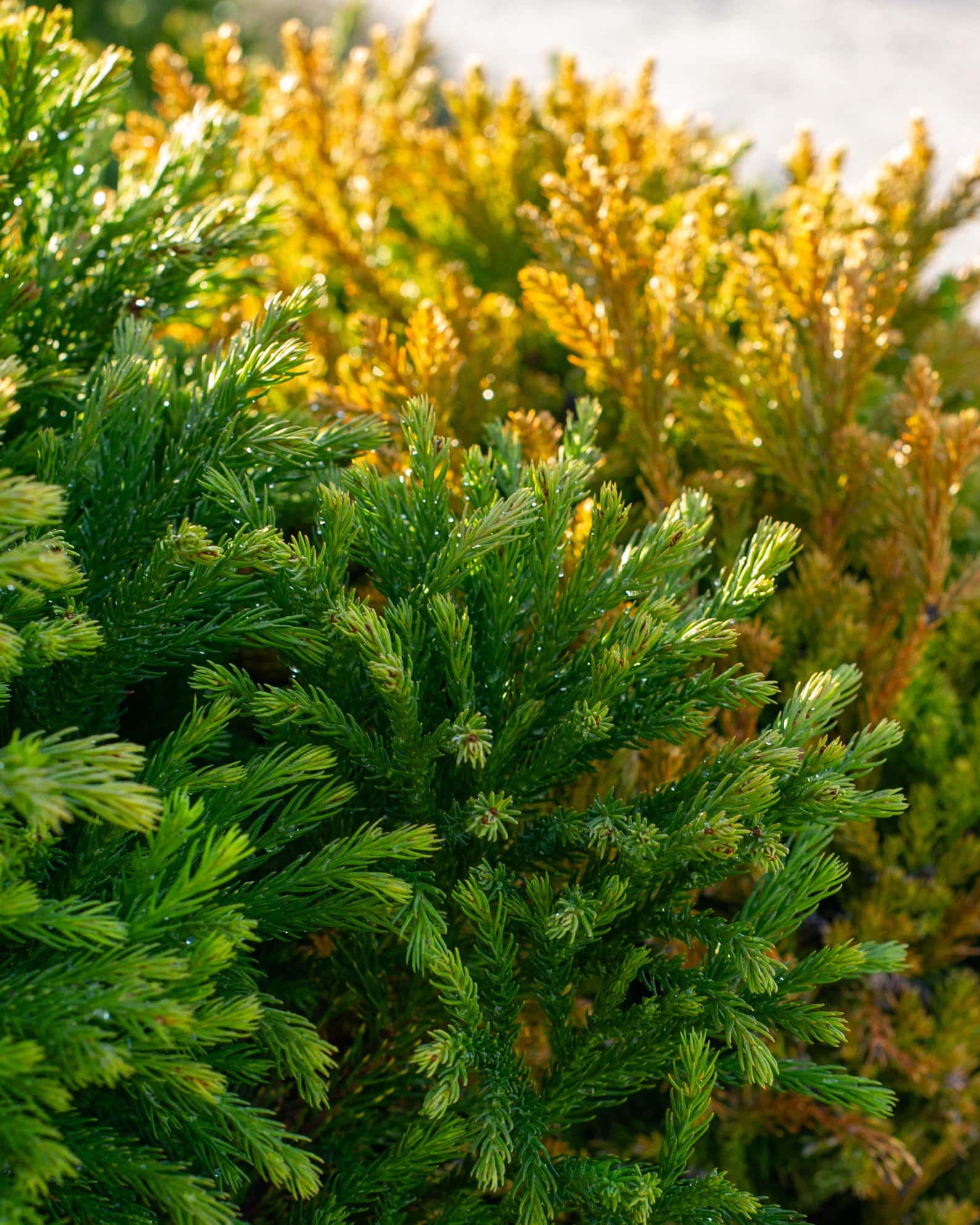 Japanese Cedar Dwarf - Image 3