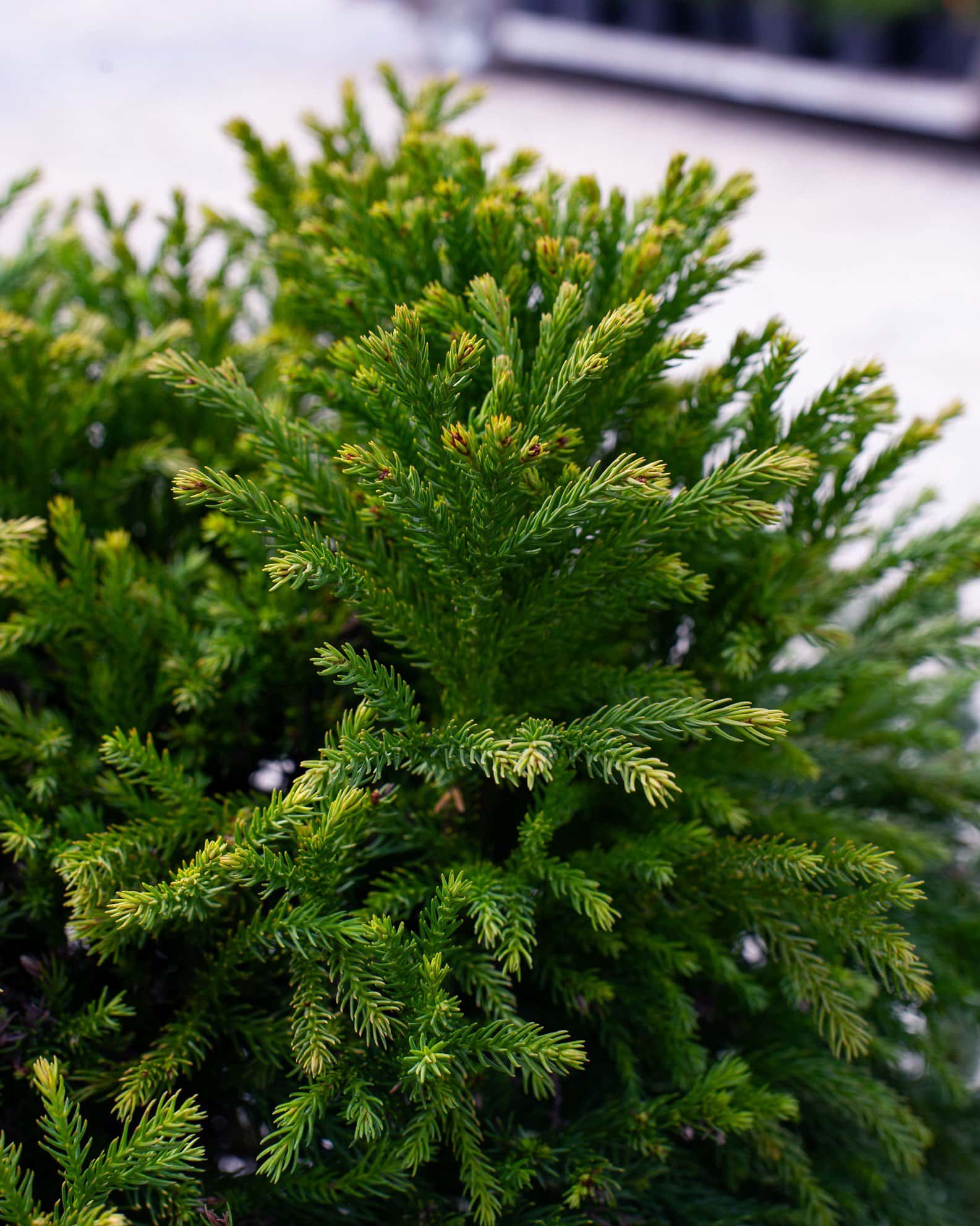 Japanese Cedar Dwarf - Image 4