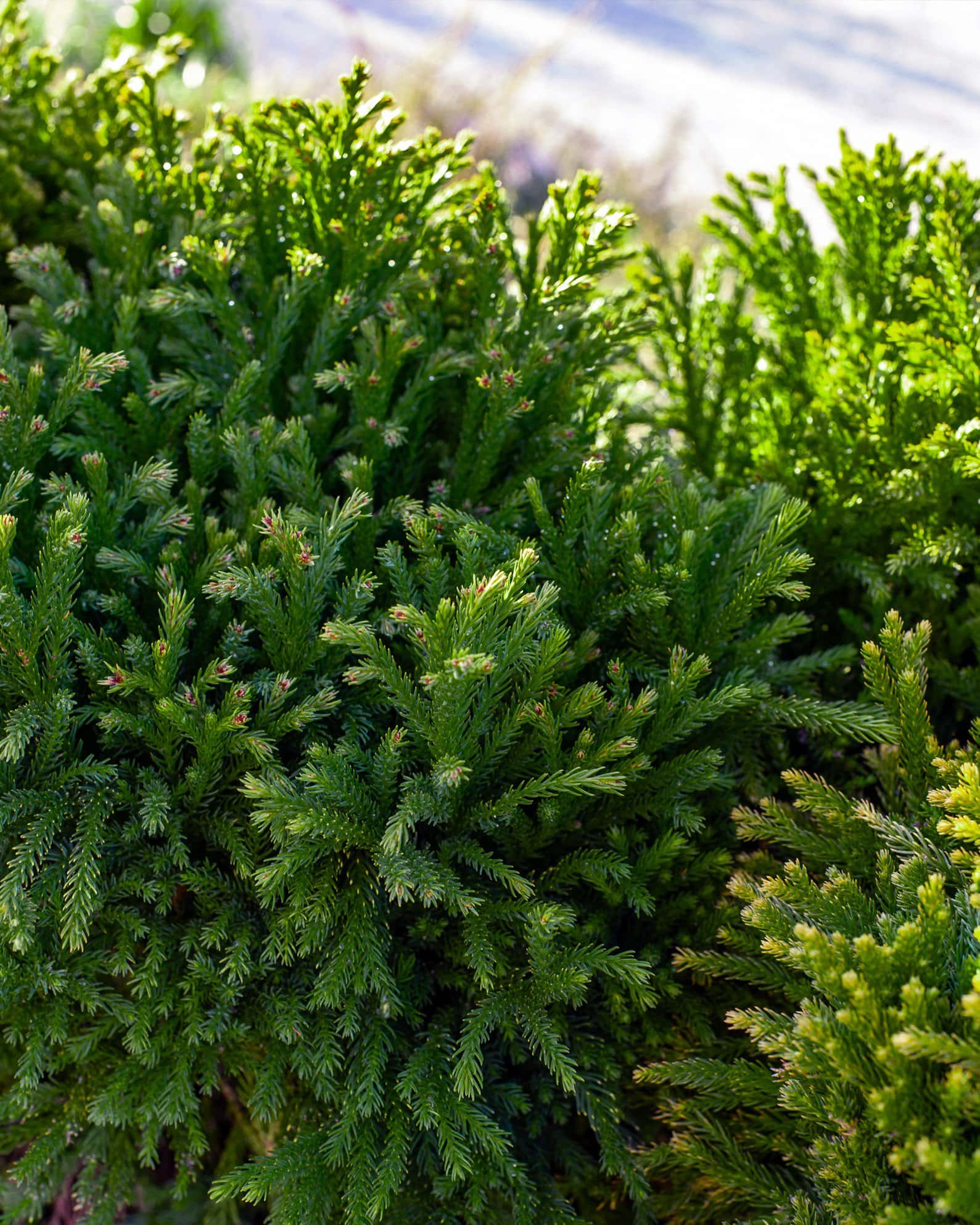 Japanese Cedar Dwarf - Image 5