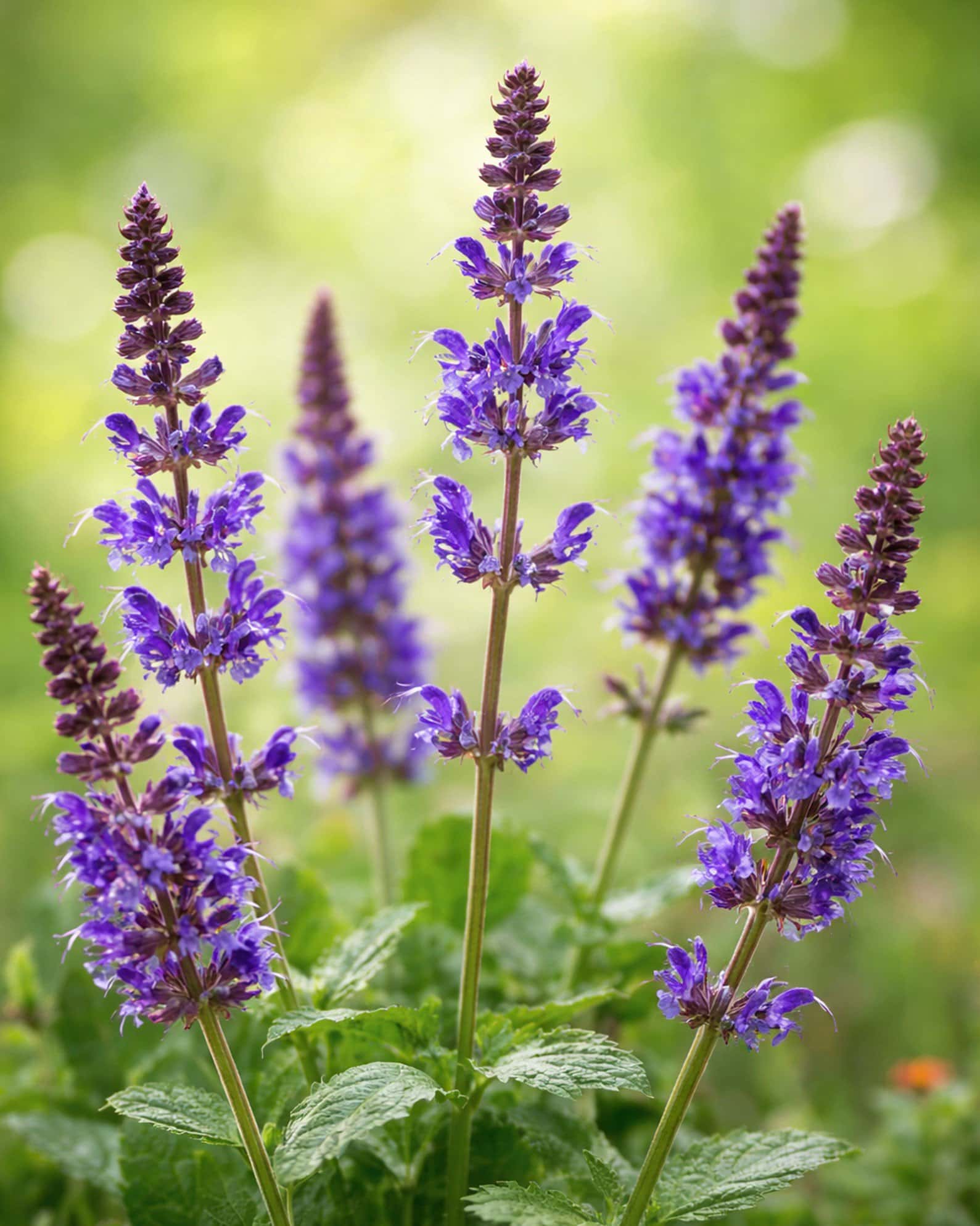 Lyrical Blues Salvia - Main Image