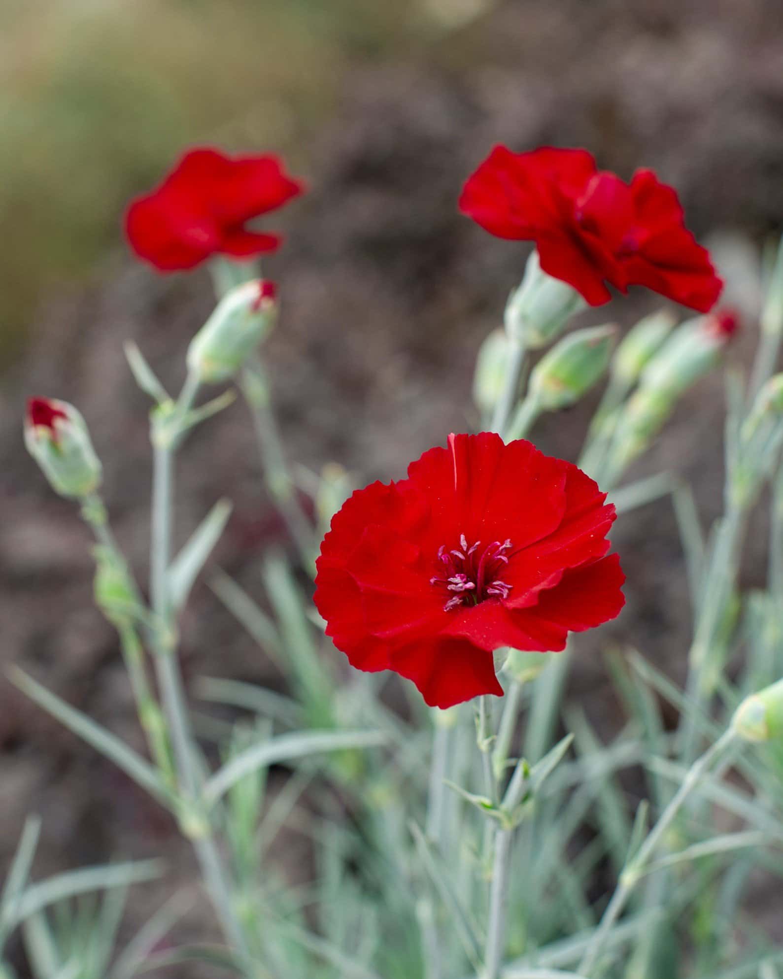 American Pie Cherry Pie Dianthus - Main Image