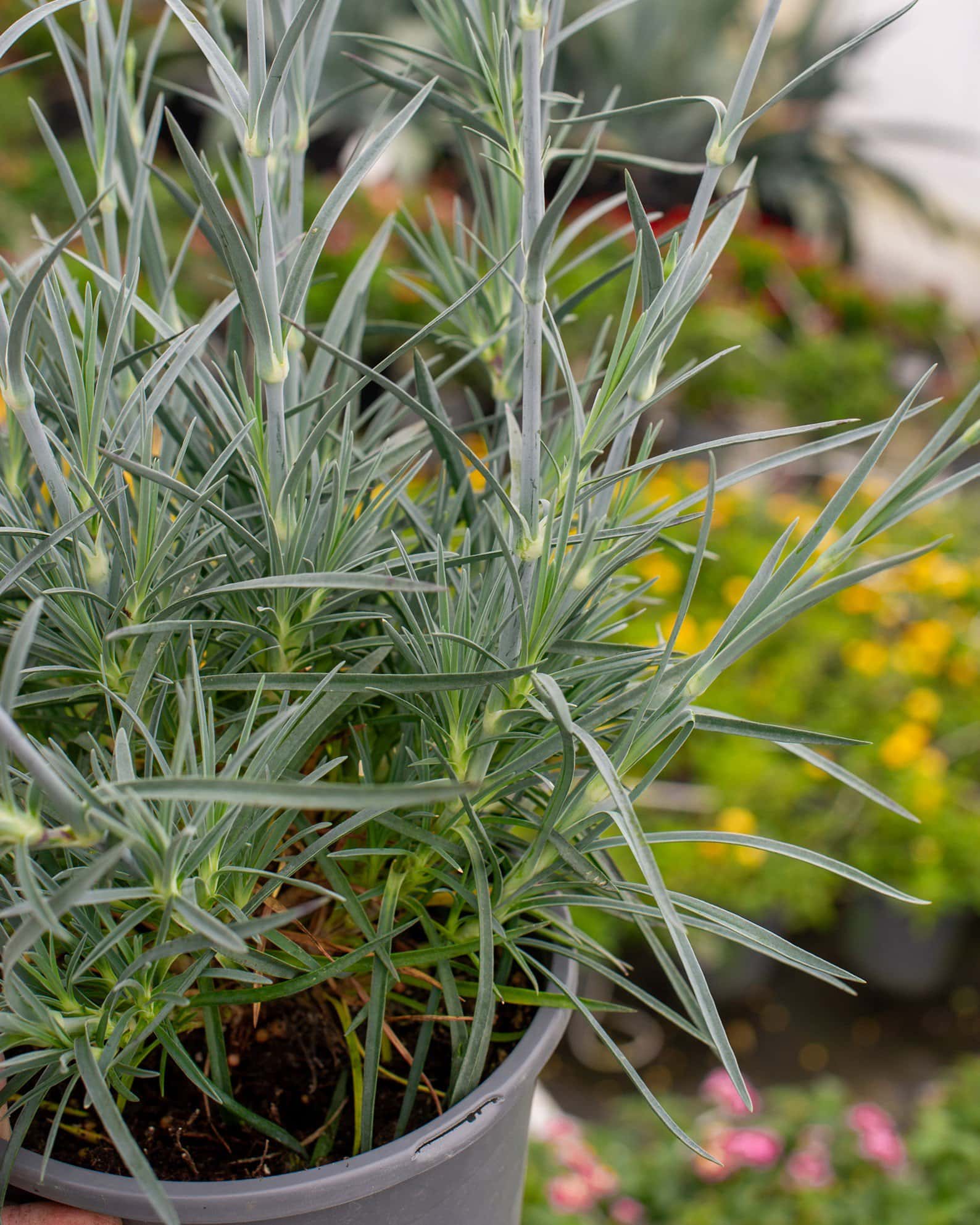 American Pie Cherry Pie Dianthus - Image 7