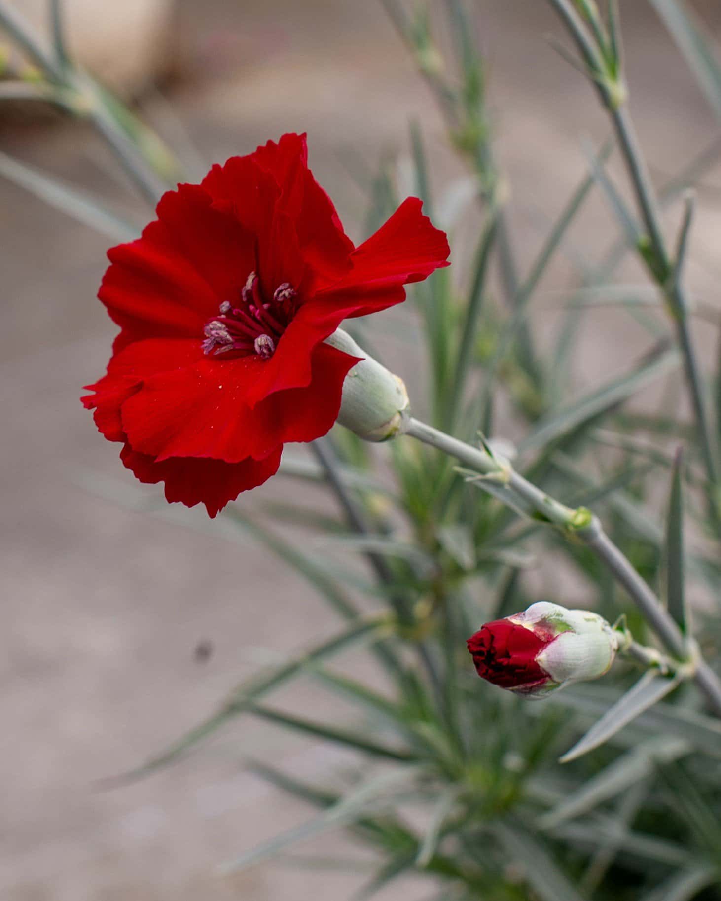 American Pie Cherry Pie Dianthus - Image 1
