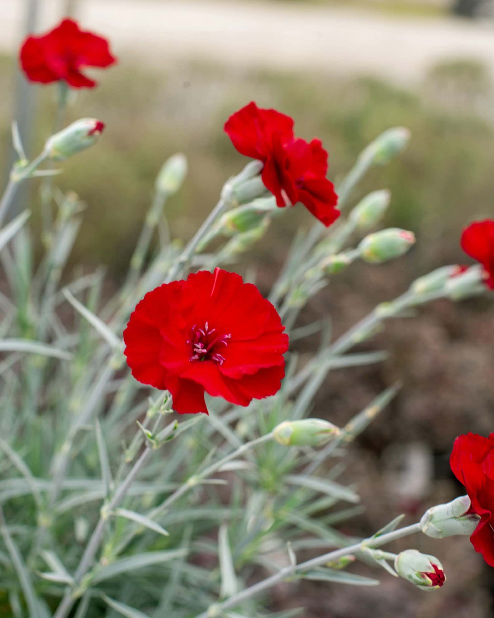 American Pie Cherry Pie Dianthus - Image 2