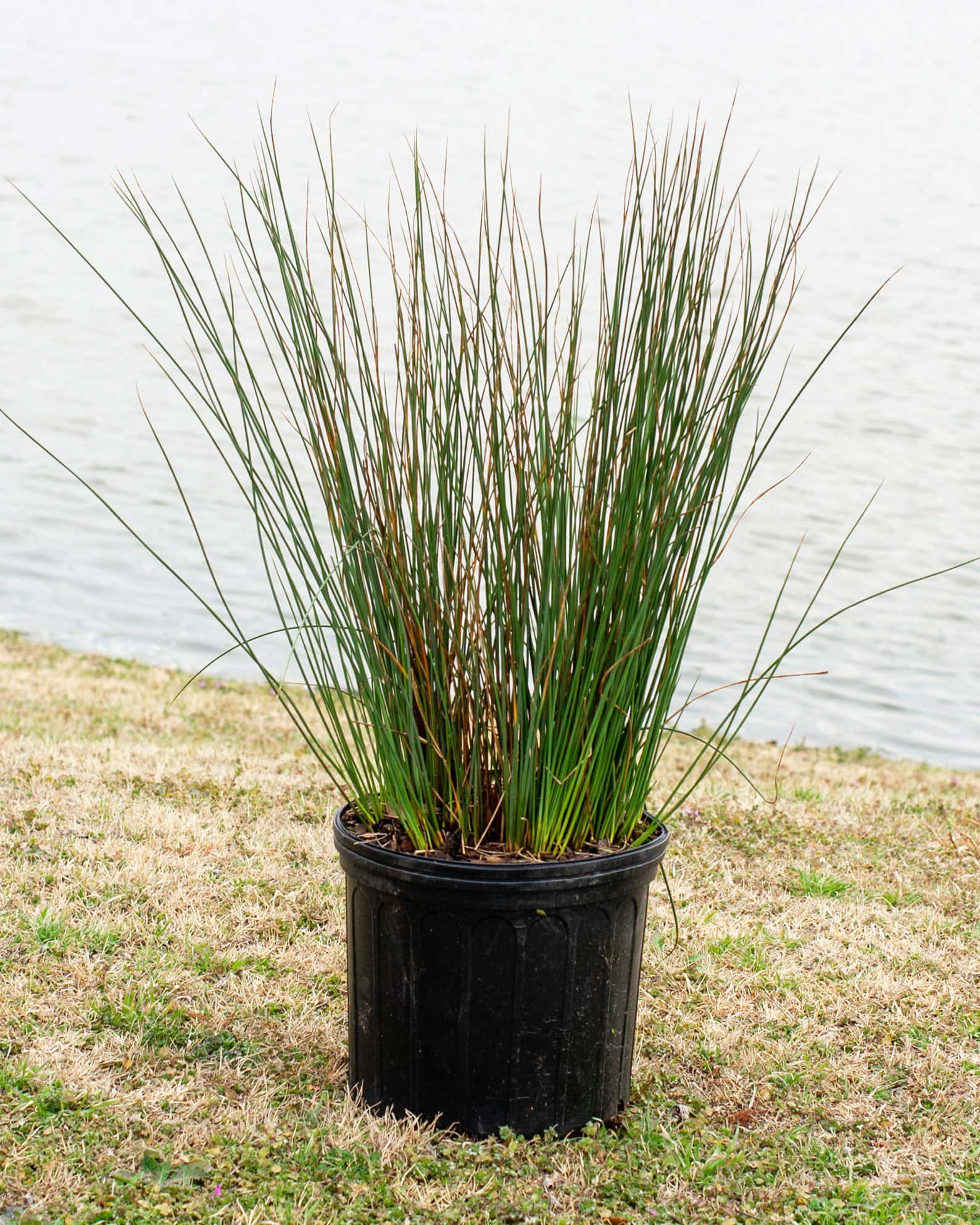 Blue Arrows Rush - Image 2