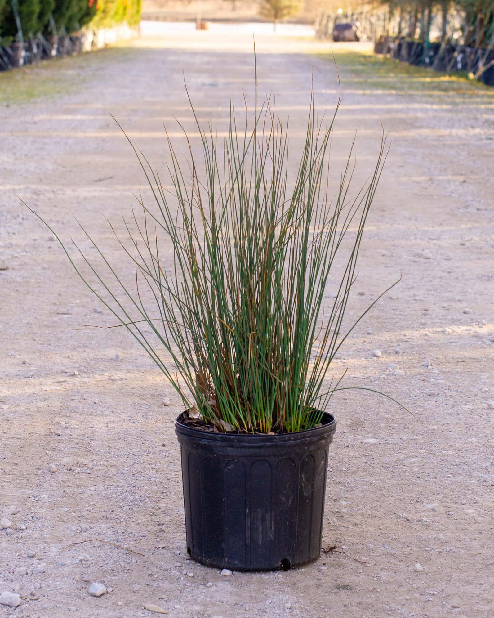 Blue Arrows Rush - Image 3