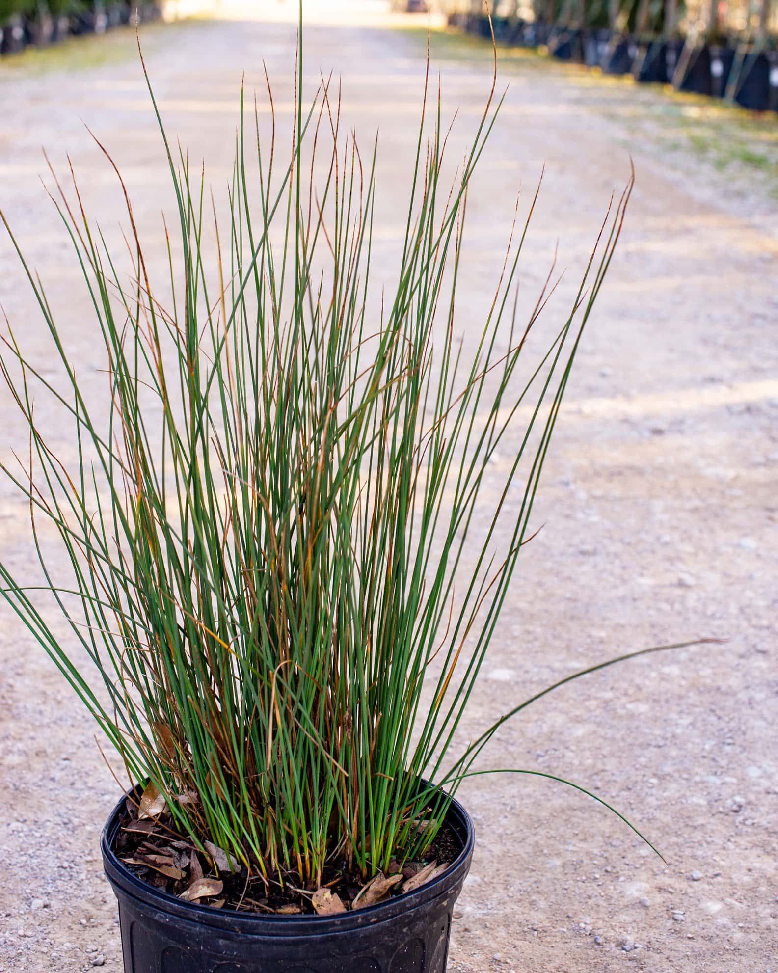 Blue Arrows Rush - Image 4