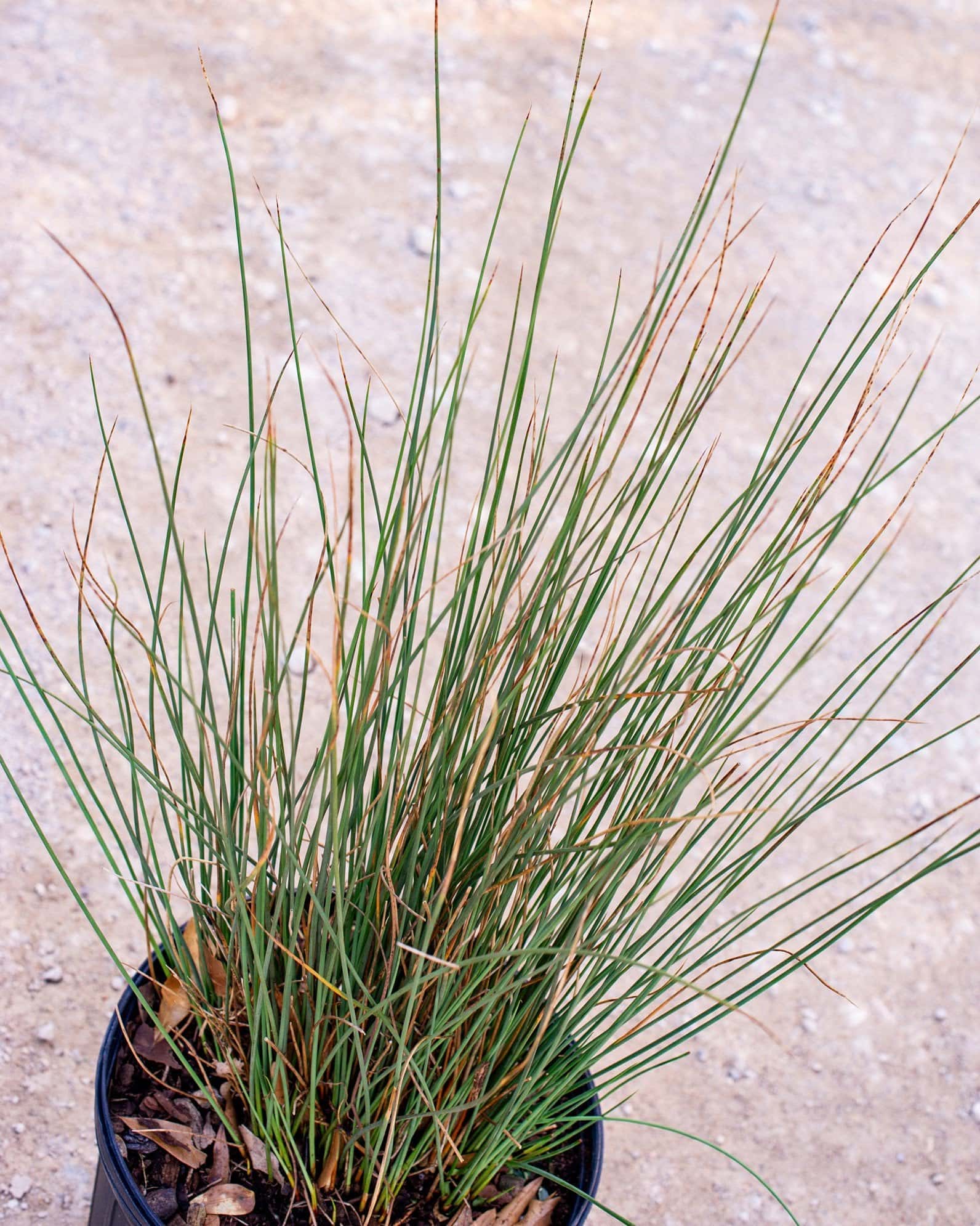 Blue Arrows Rush - Image 5