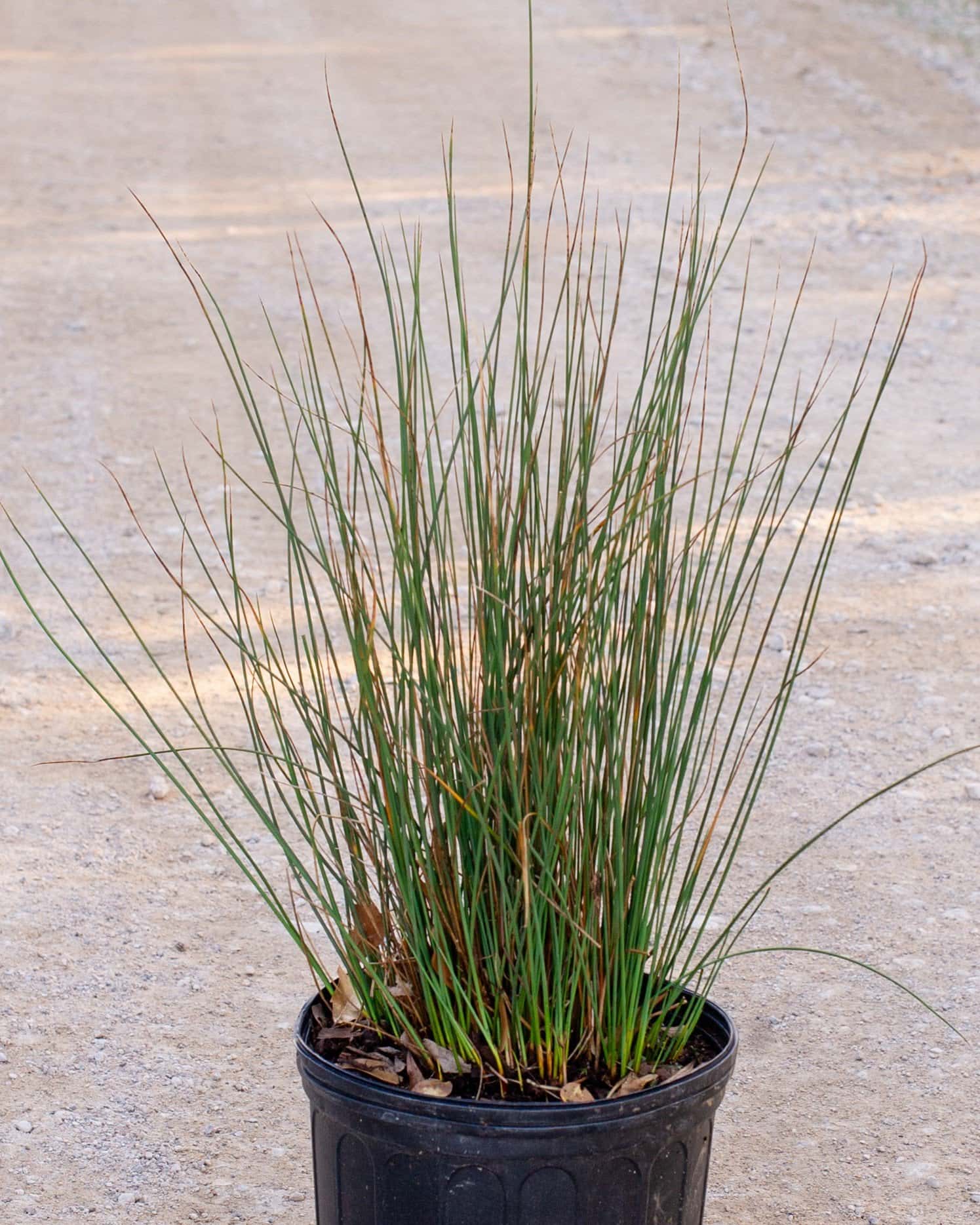 Blue Arrows Rush - Main Image