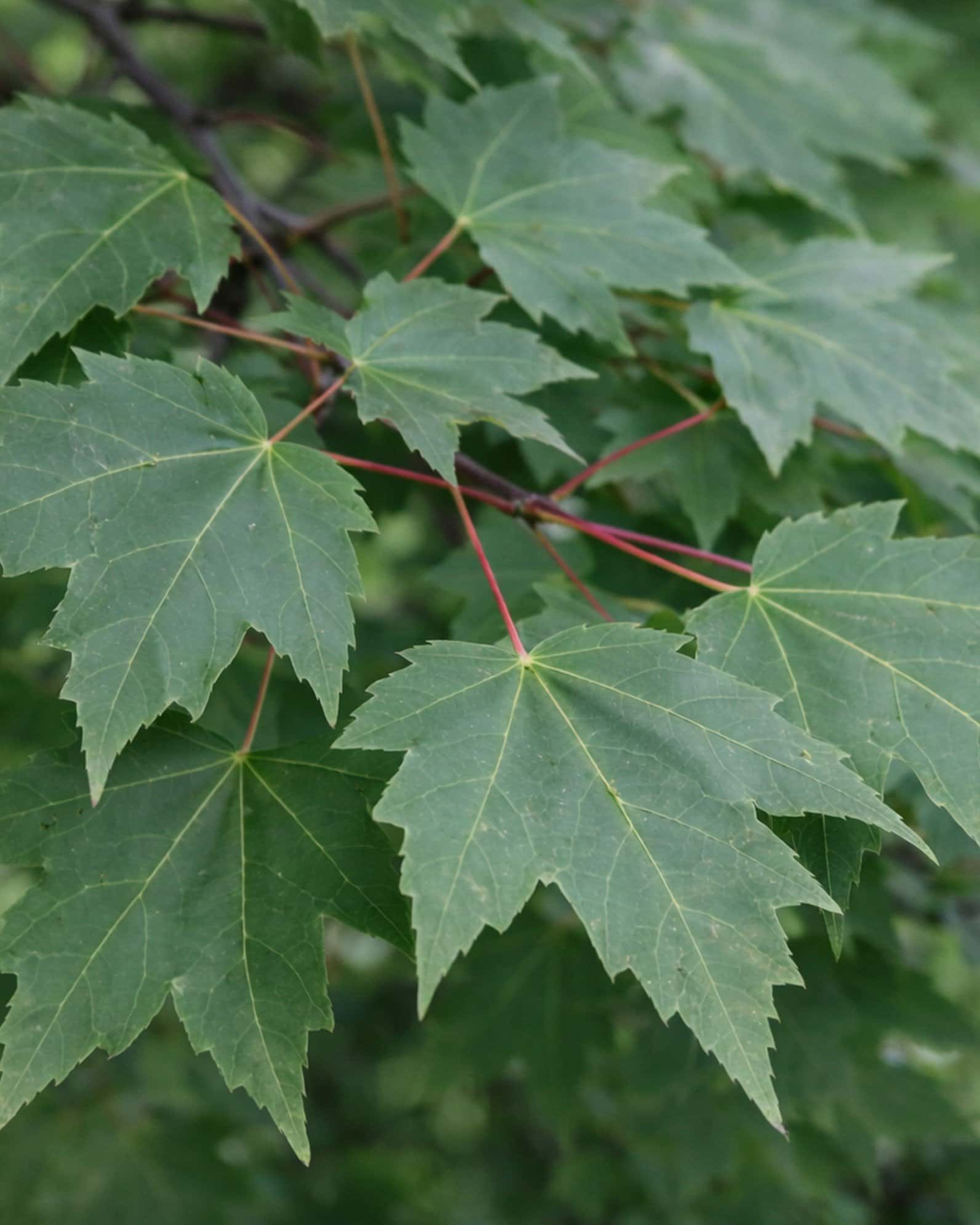 Drummond Maple - Main Image
