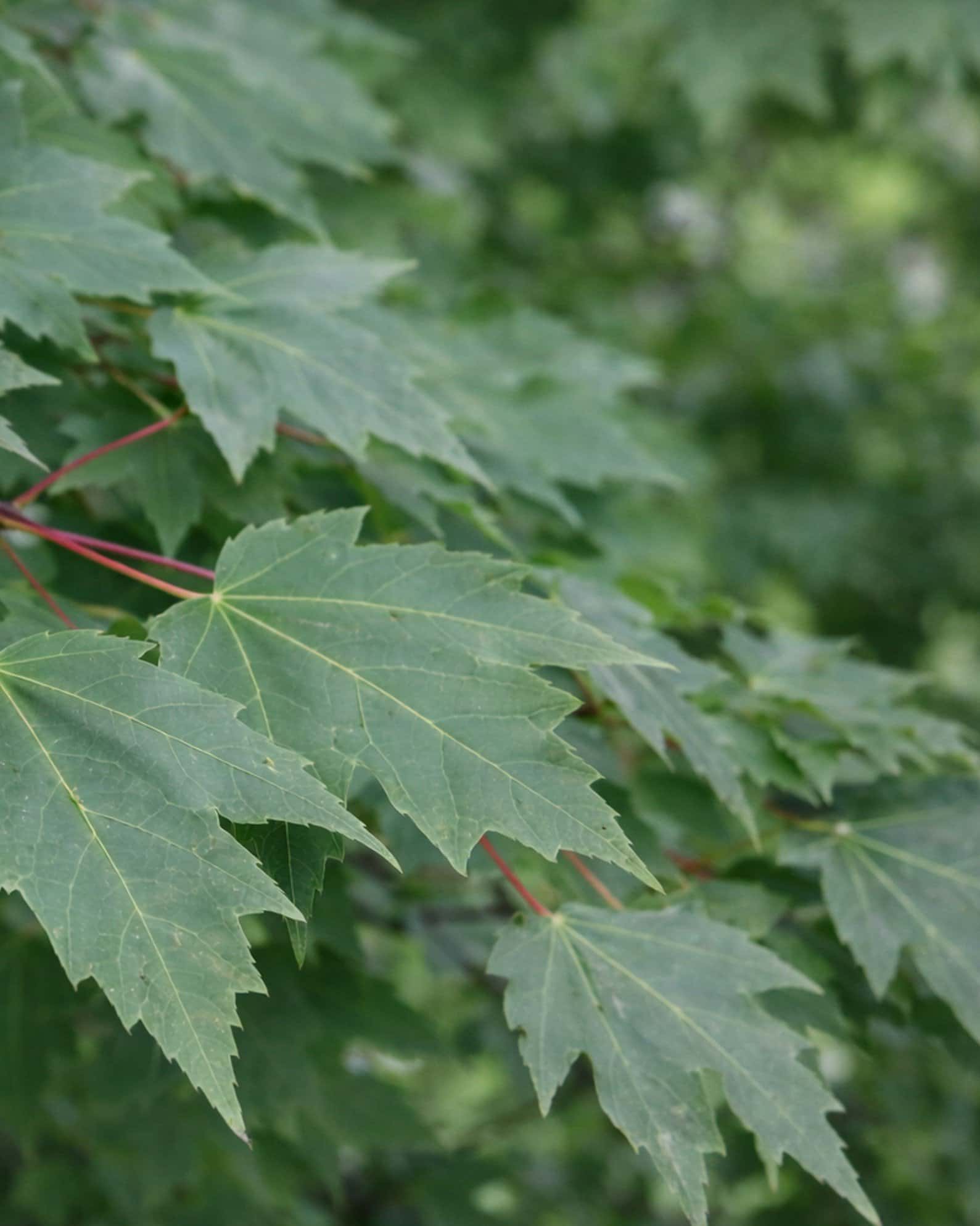 Drummond Maple - Image 1