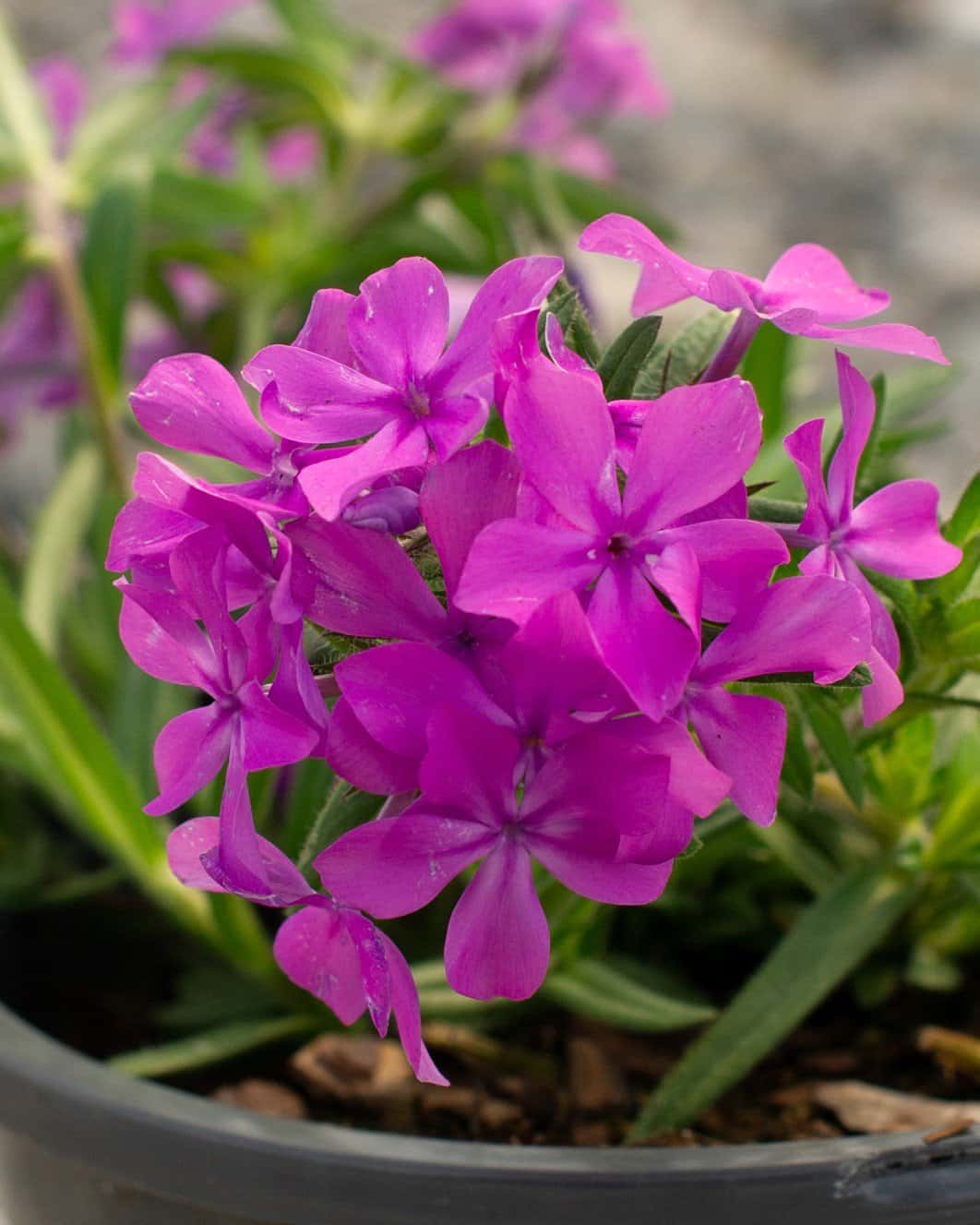 Candy Cloud Dark Pink Phlox - Image 4