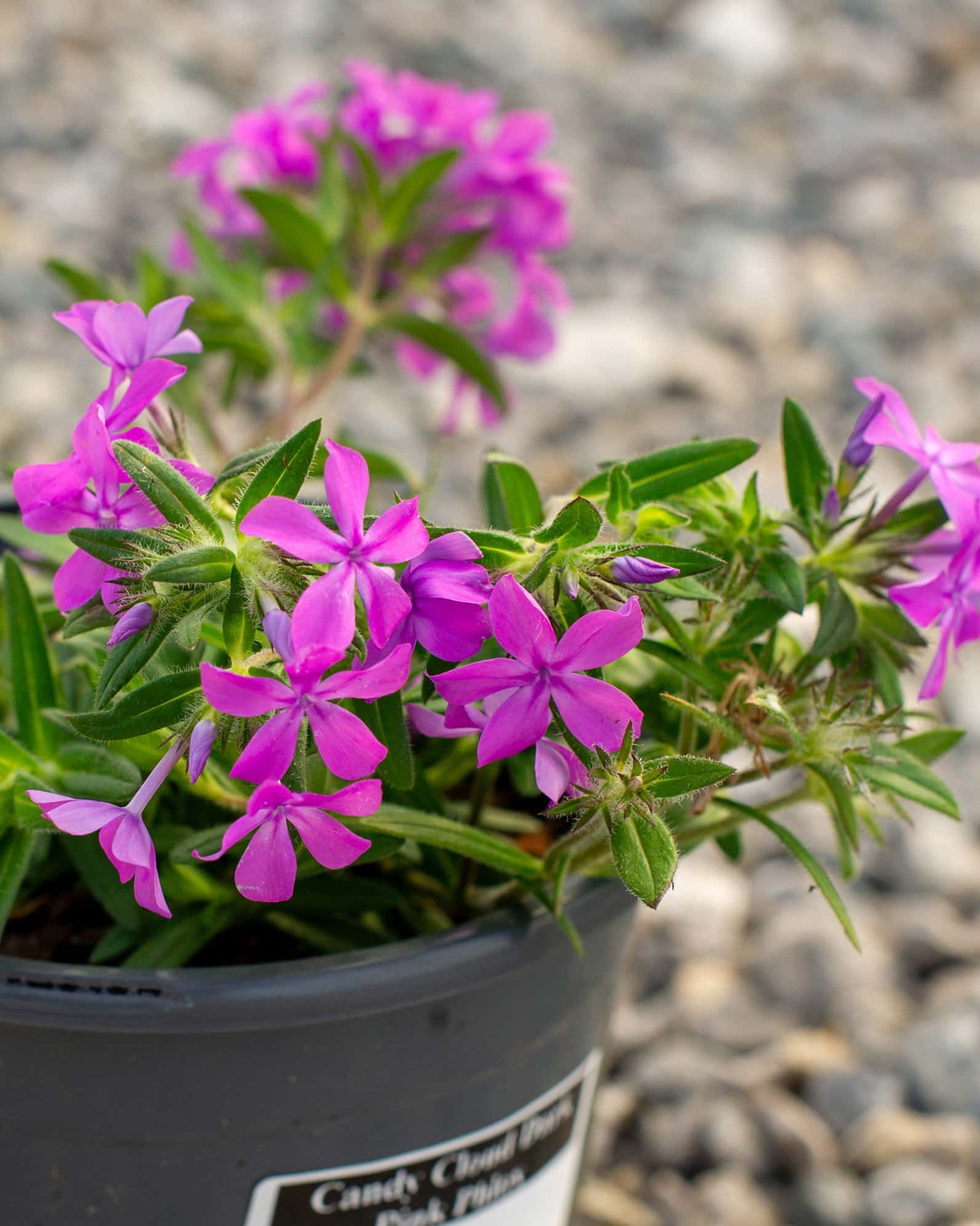 Candy Cloud Dark Pink Phlox - Image 5