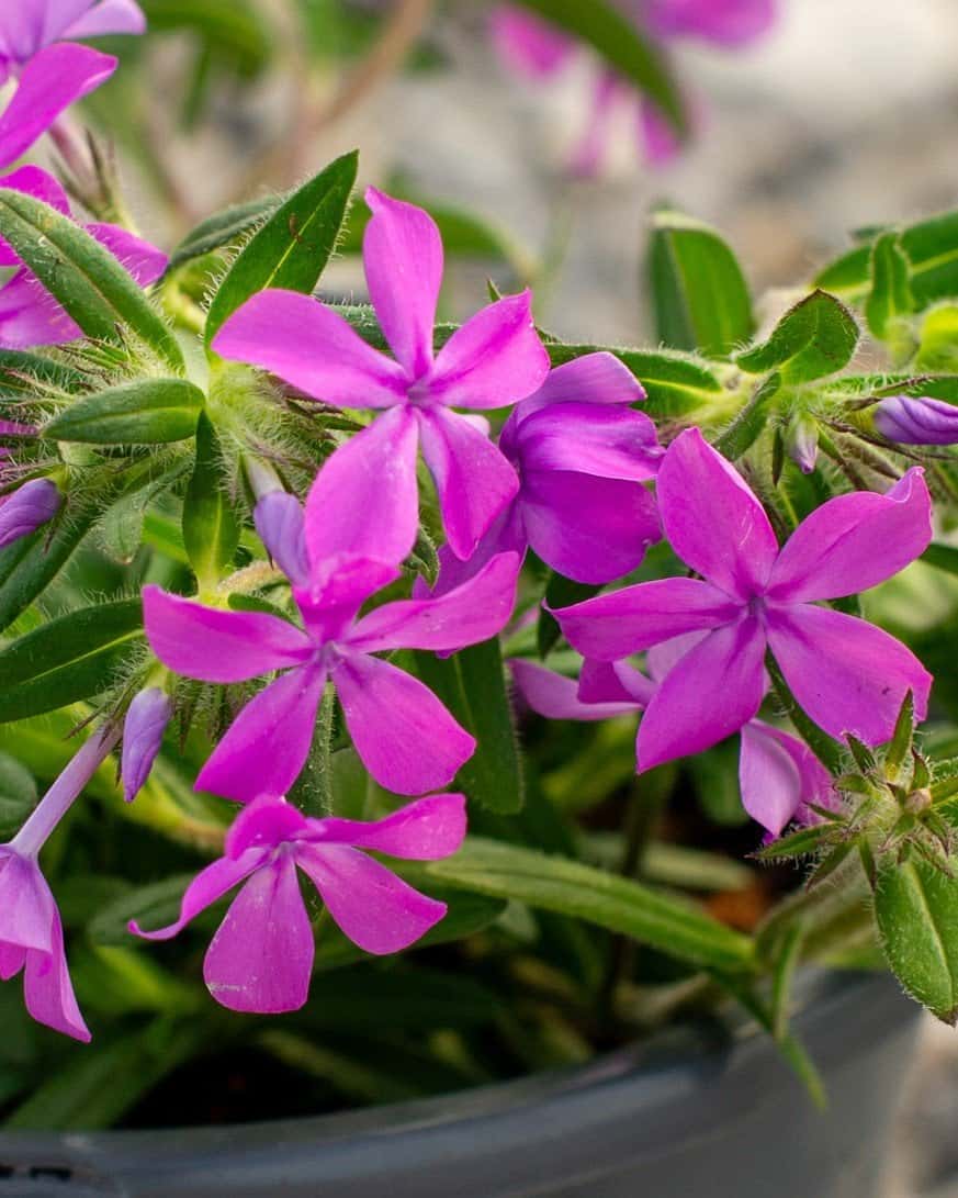 Candy Cloud Dark Pink Phlox - Image 6