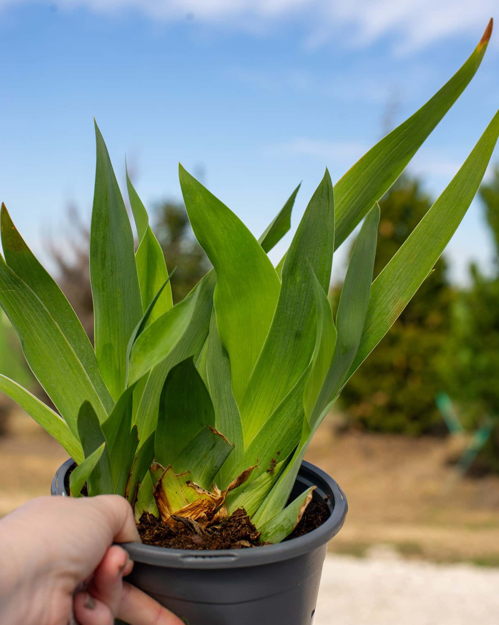 Clarence Iris - Image 4