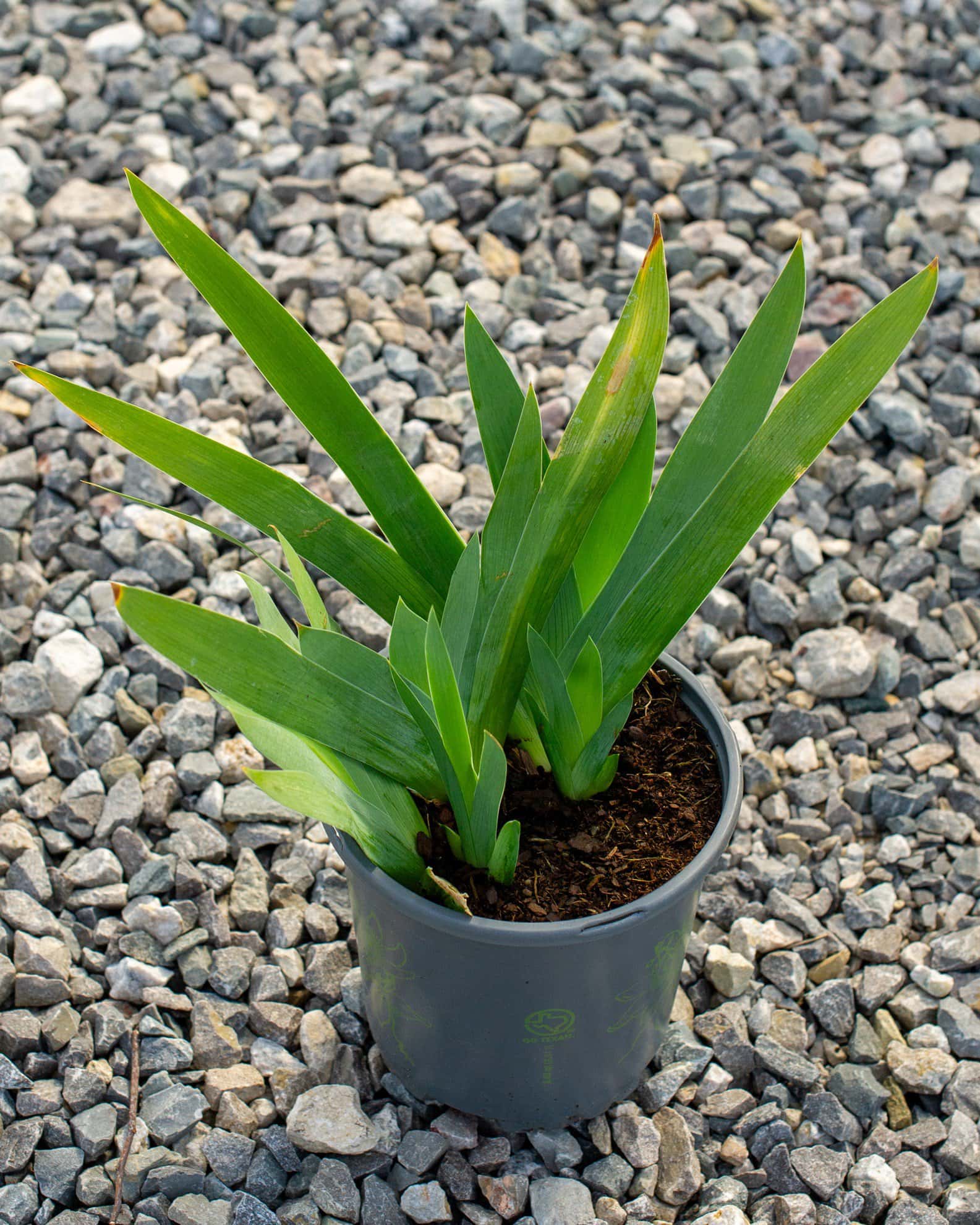 Clarence Iris - Image 5