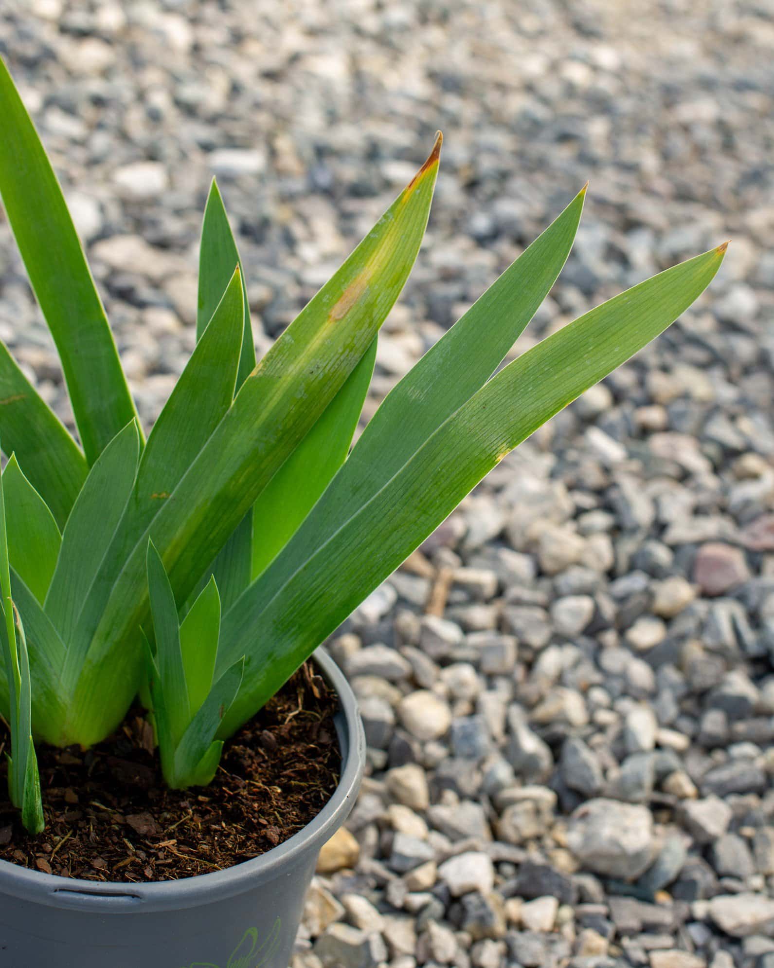 Clarence Iris - Image 6