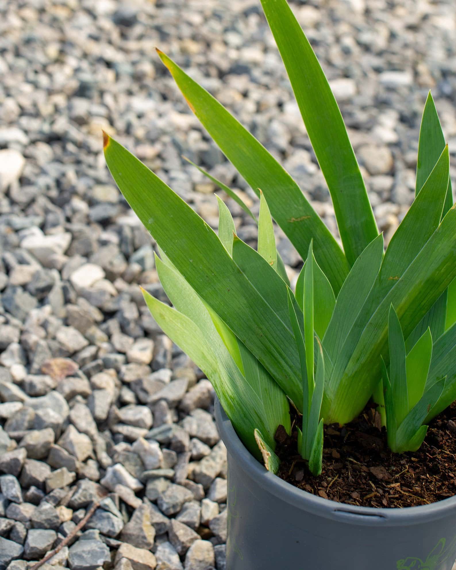 Clarence Iris - Image 7