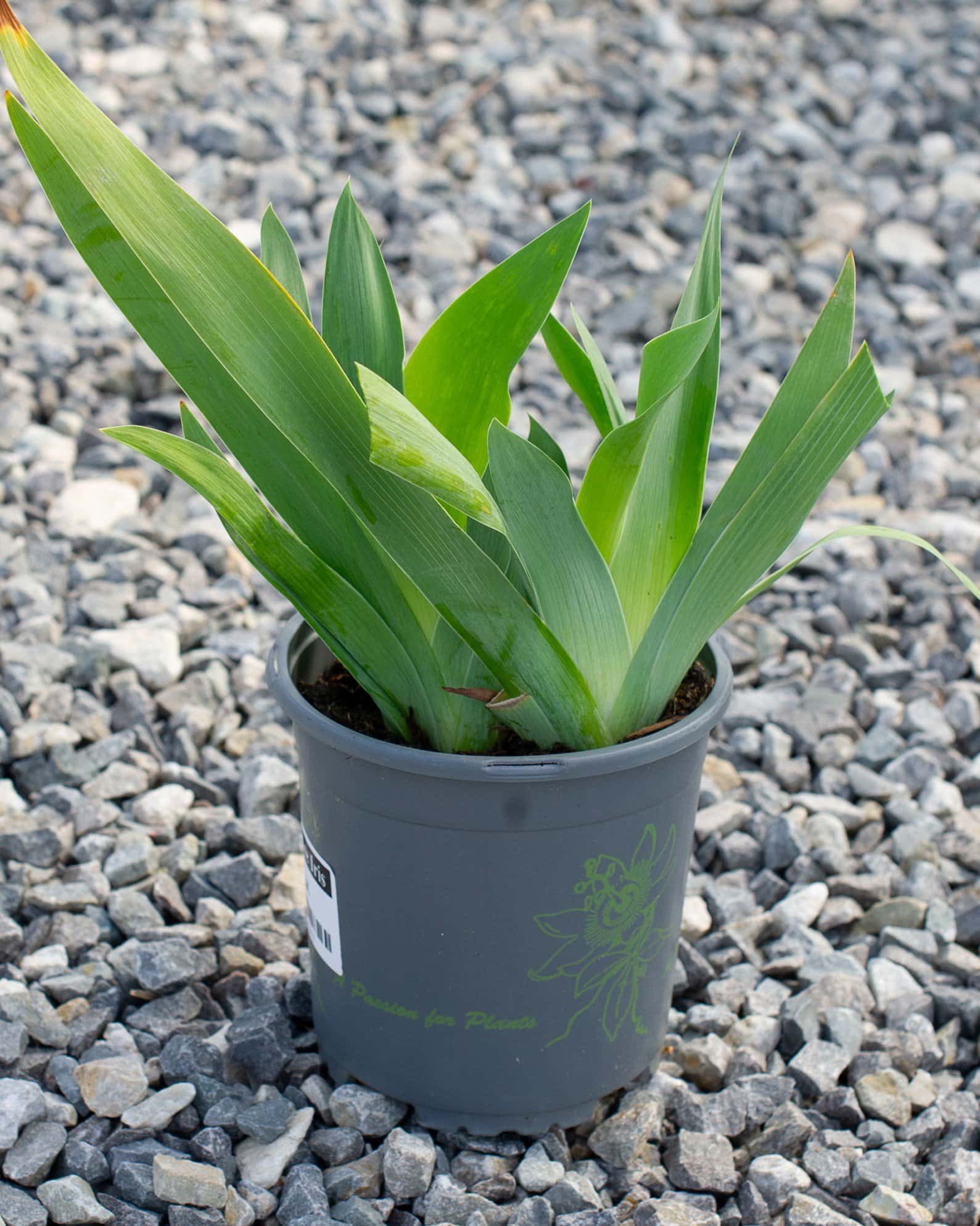 Clarence Iris - Image 1