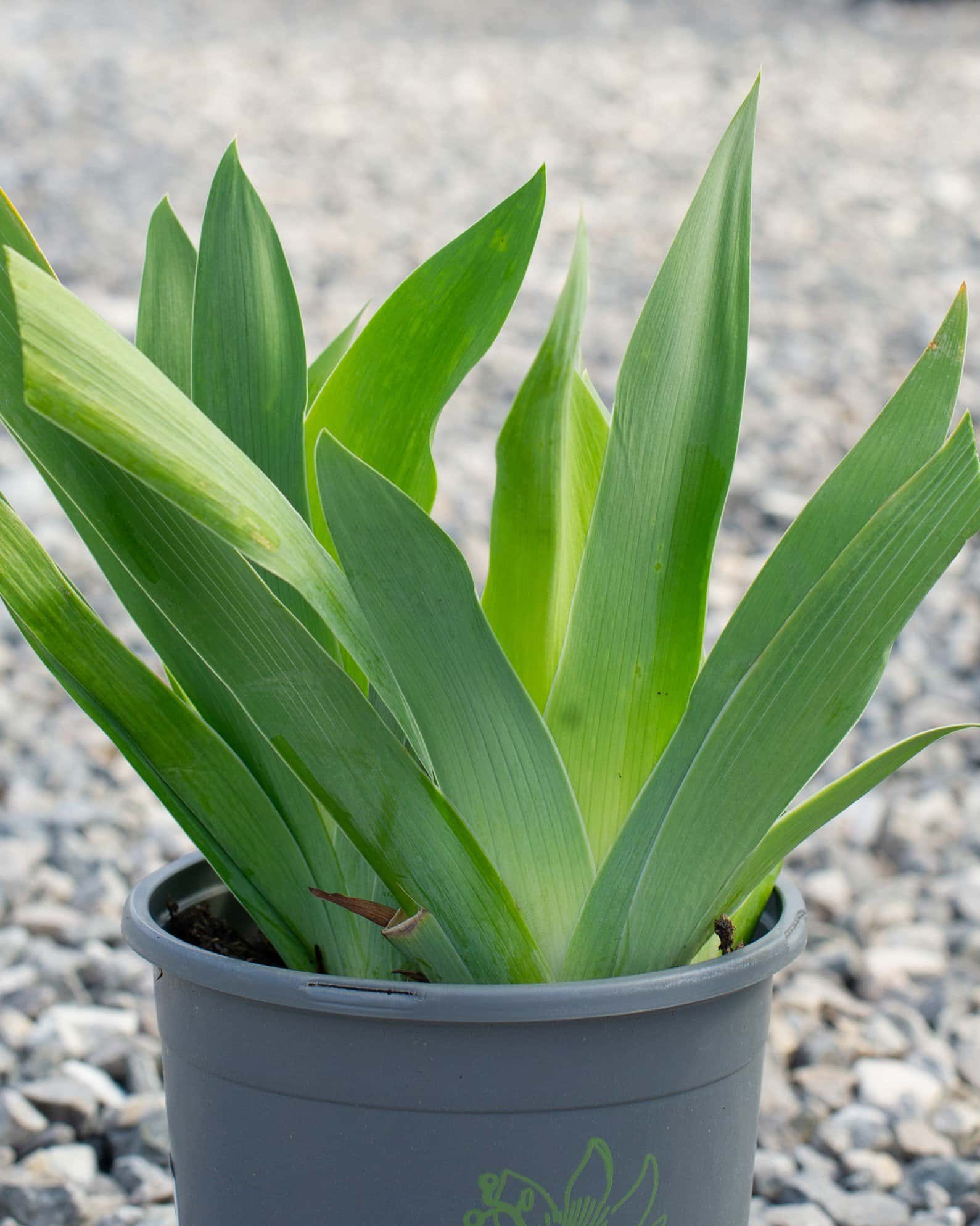 Clarence Iris - Image 3