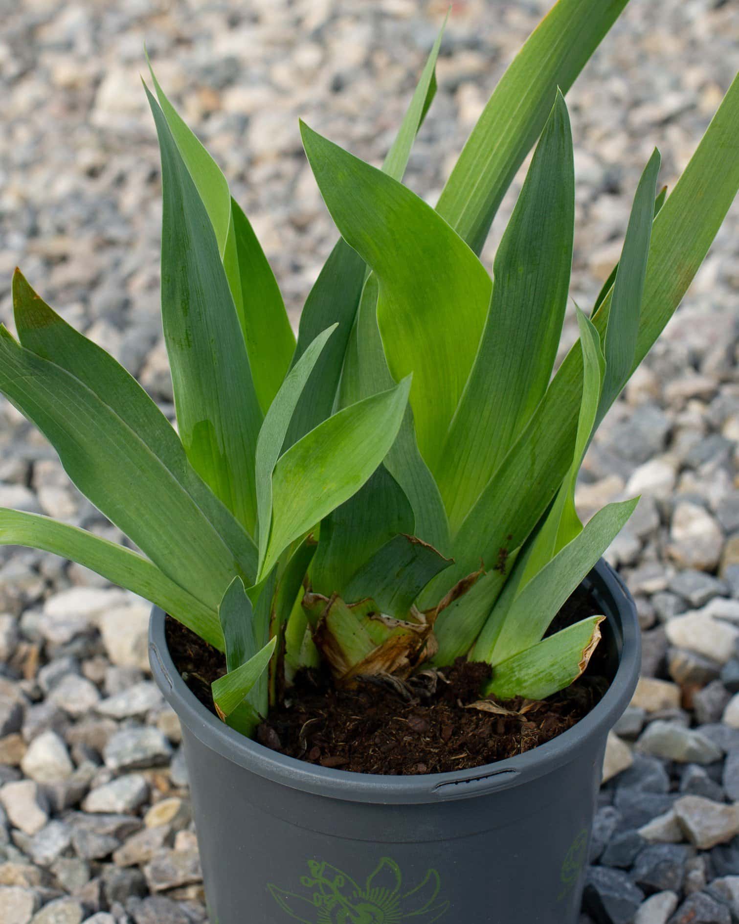 Clarence Iris - Image 2