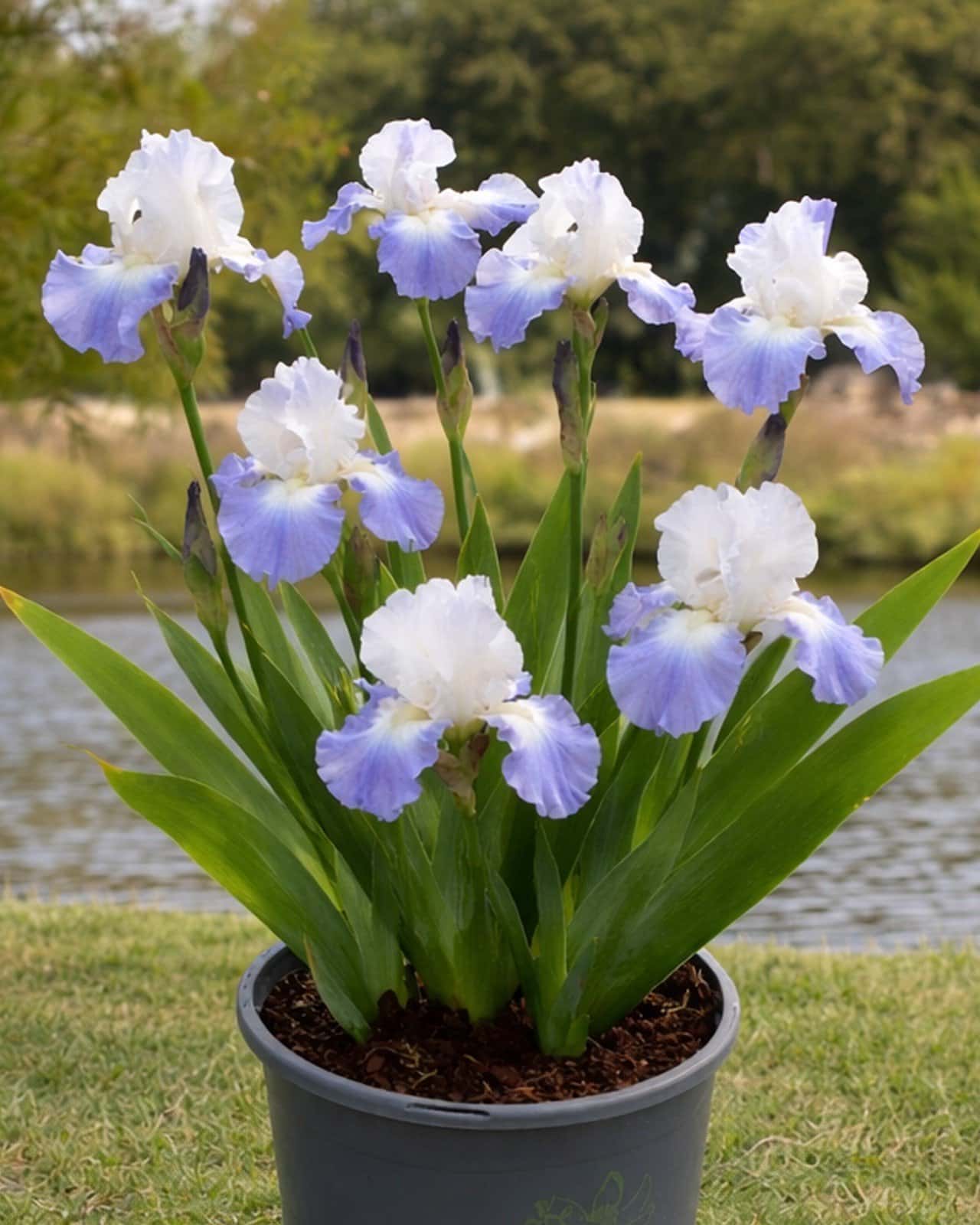 Clarence Iris - Main Image