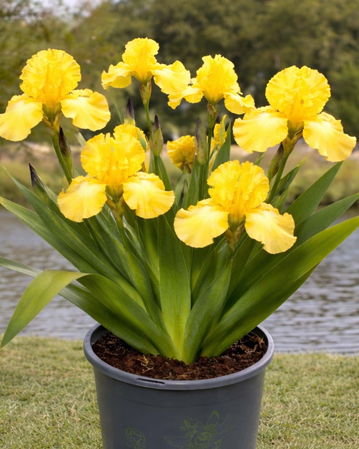 Harvest of Memories Iris - Main Image