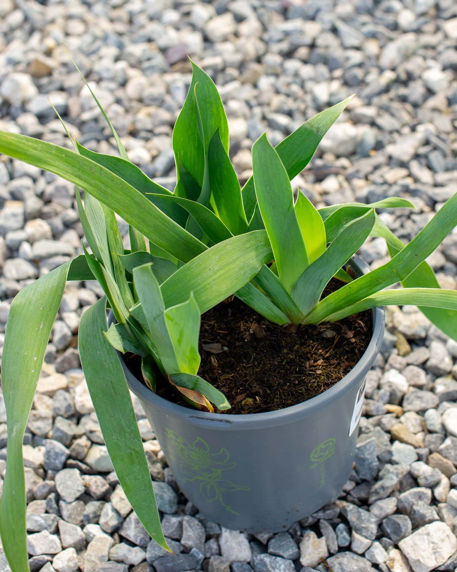 Harvest of Memories Iris - Image 1