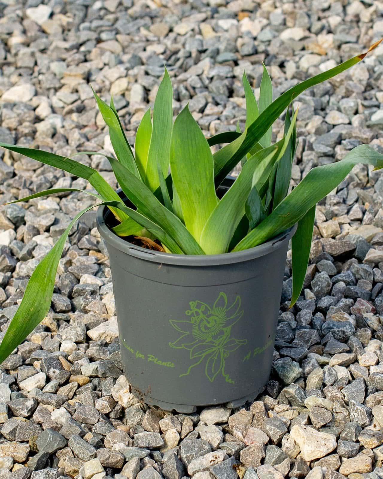 Harvest of Memories Iris - Image 3