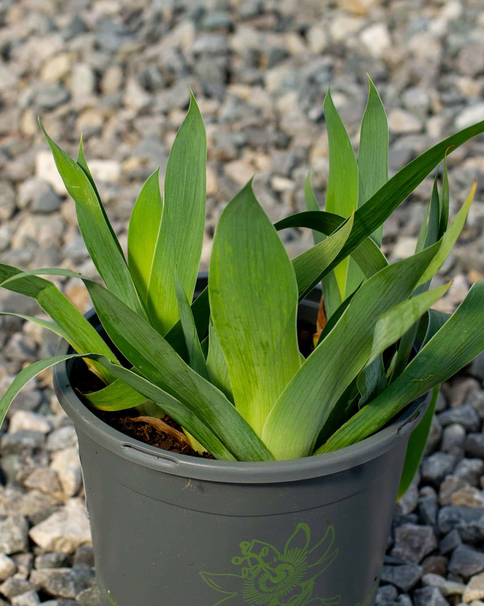 Harvest of Memories Iris - Image 5