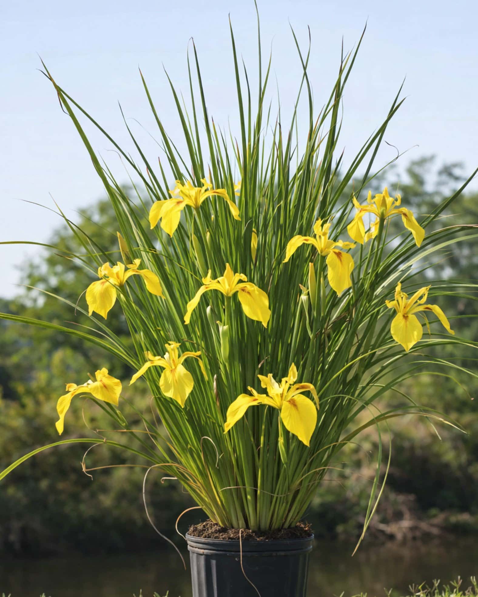 Yellow Iris - Main Image