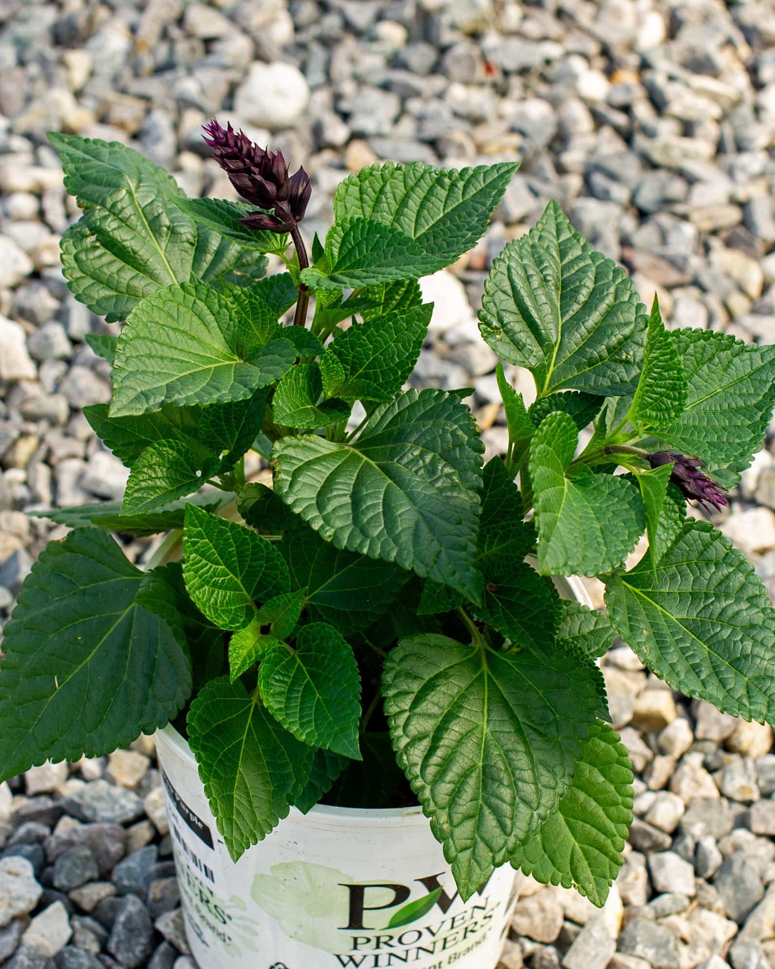 Rockin' Deep Purple Salvia - Main Image