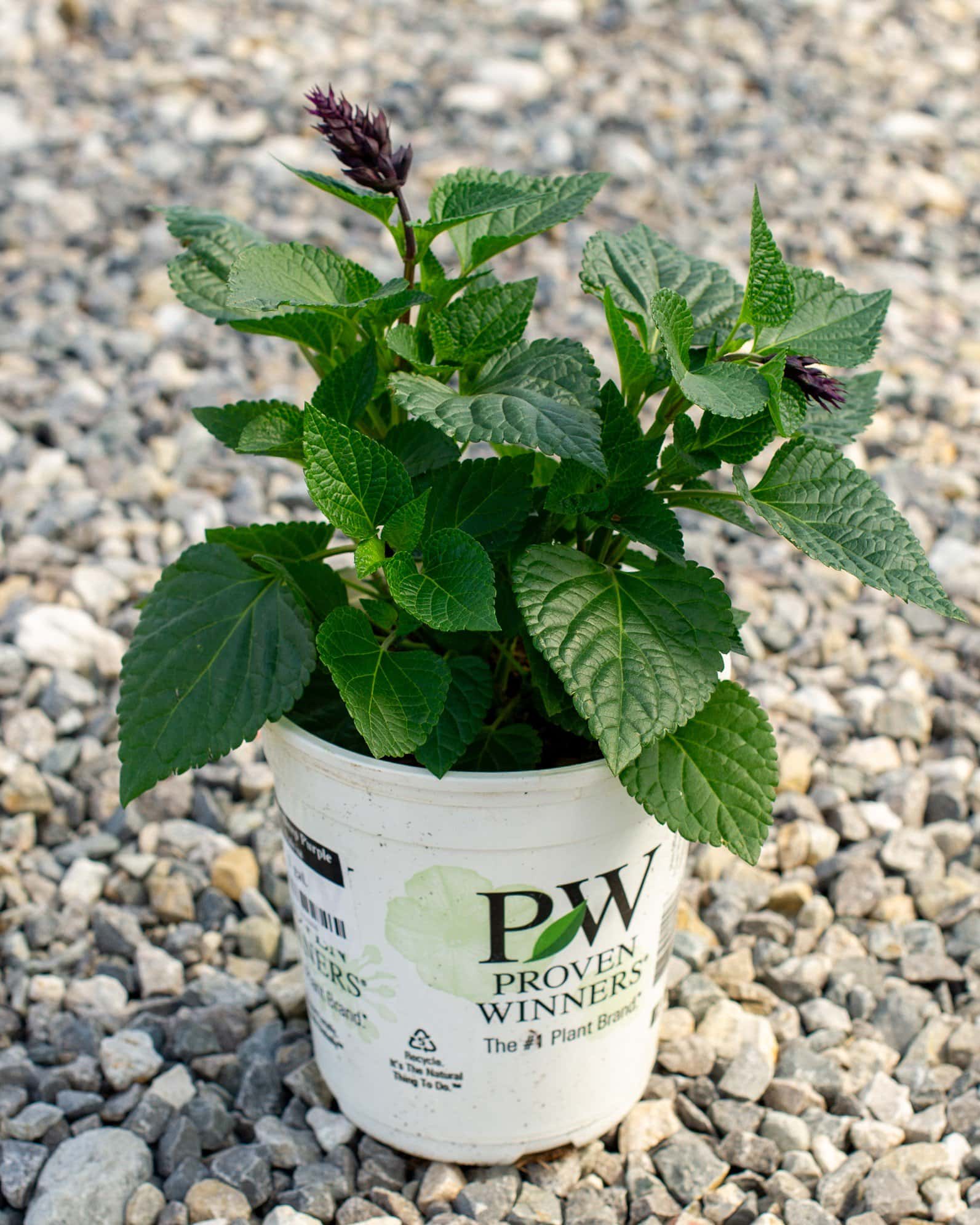 Rockin' Deep Purple Salvia - Image 2